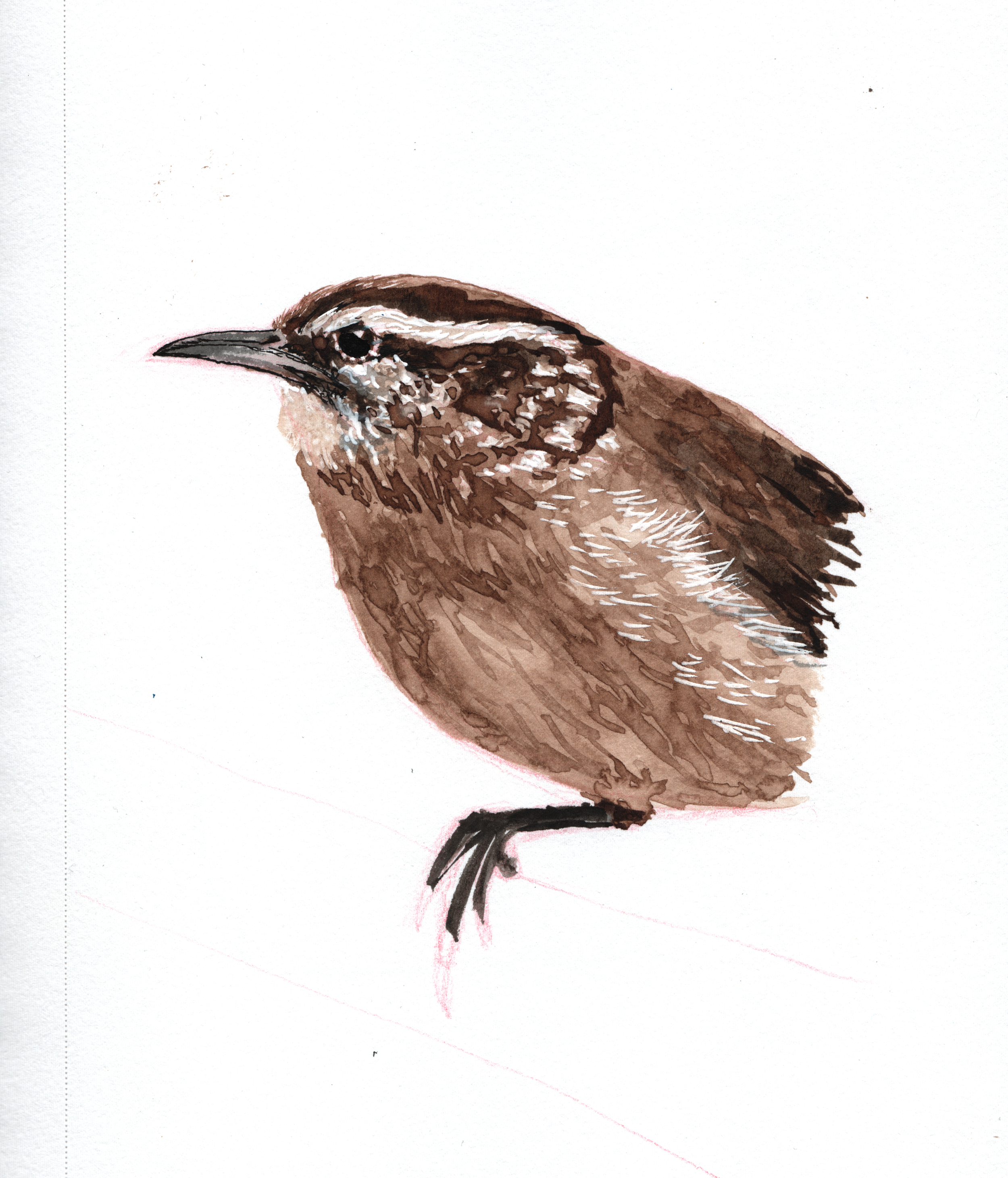 Wren (2021, Watercolor & ink on paper, 5" x 7"). Private collection.