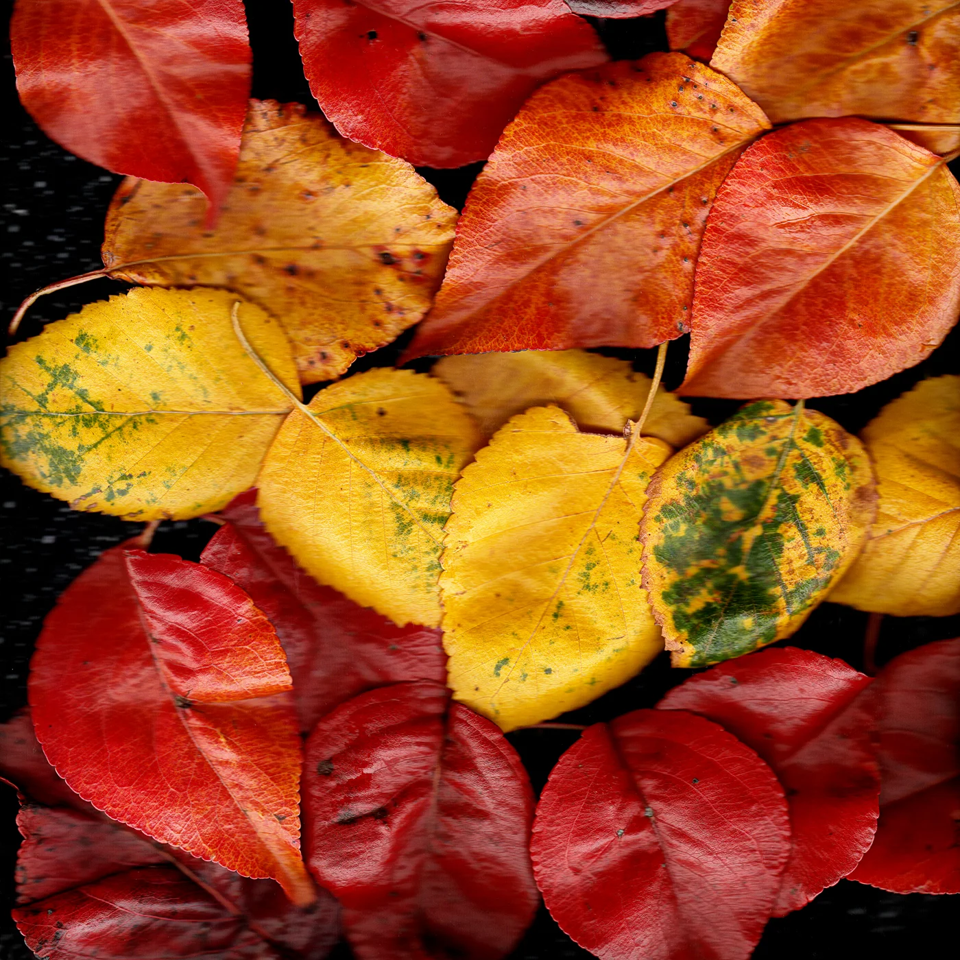 Leaves2-Edit.jpg