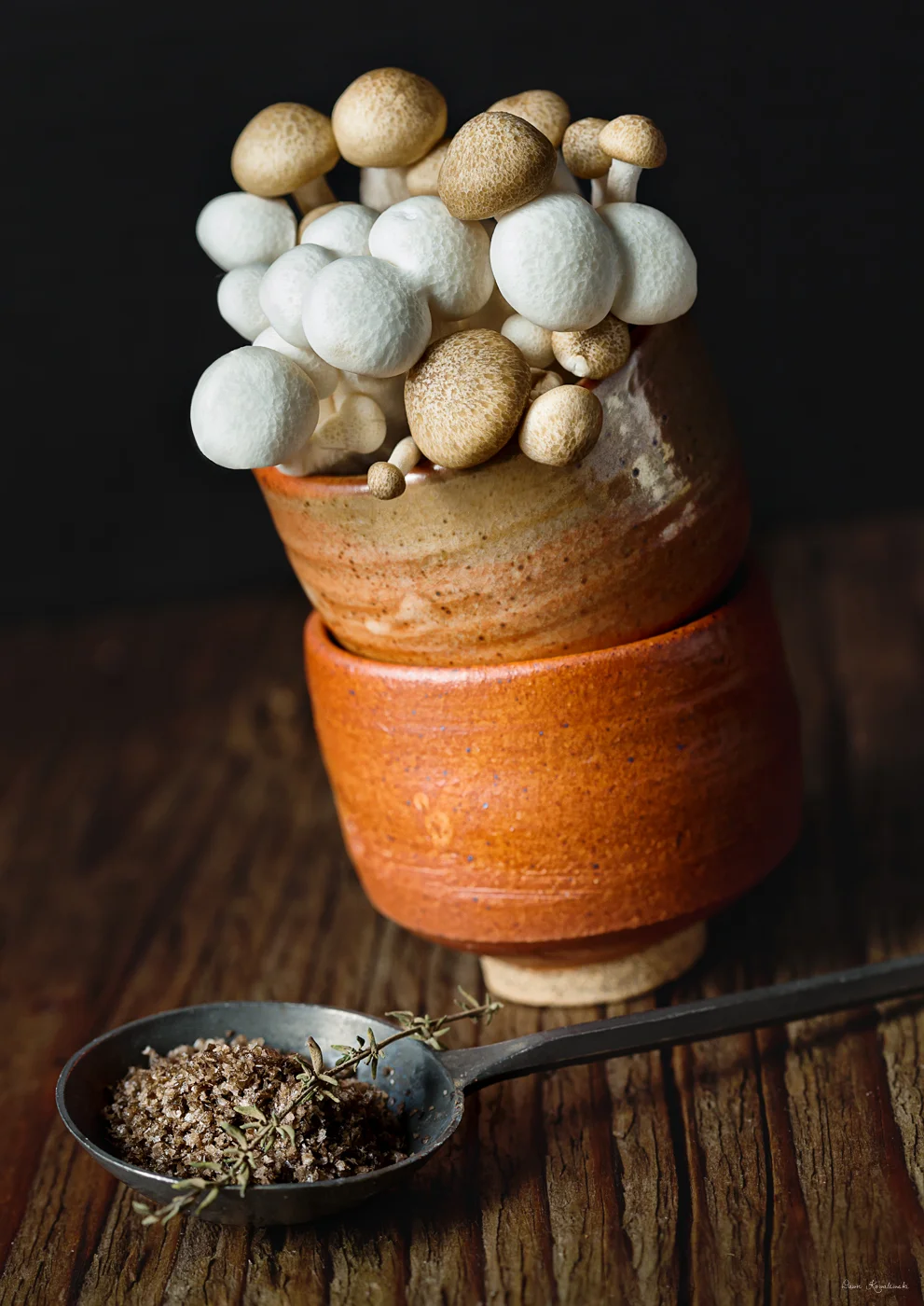 mushroom_Dawn Kowalewski (1 of 1).jpg