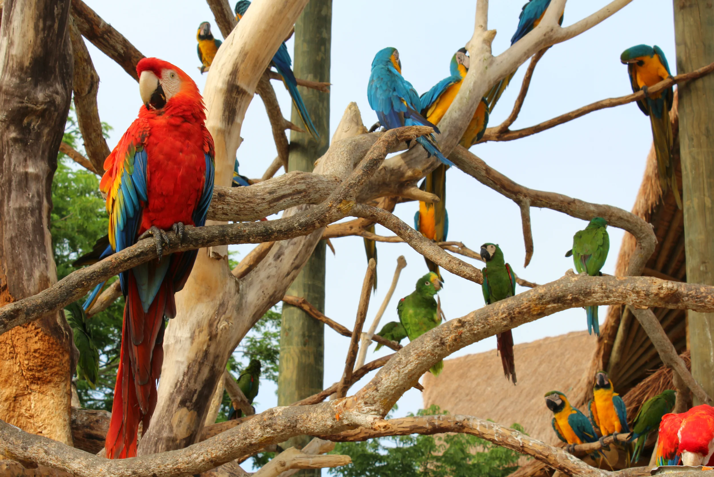 Guacamayas edited 2.jpg