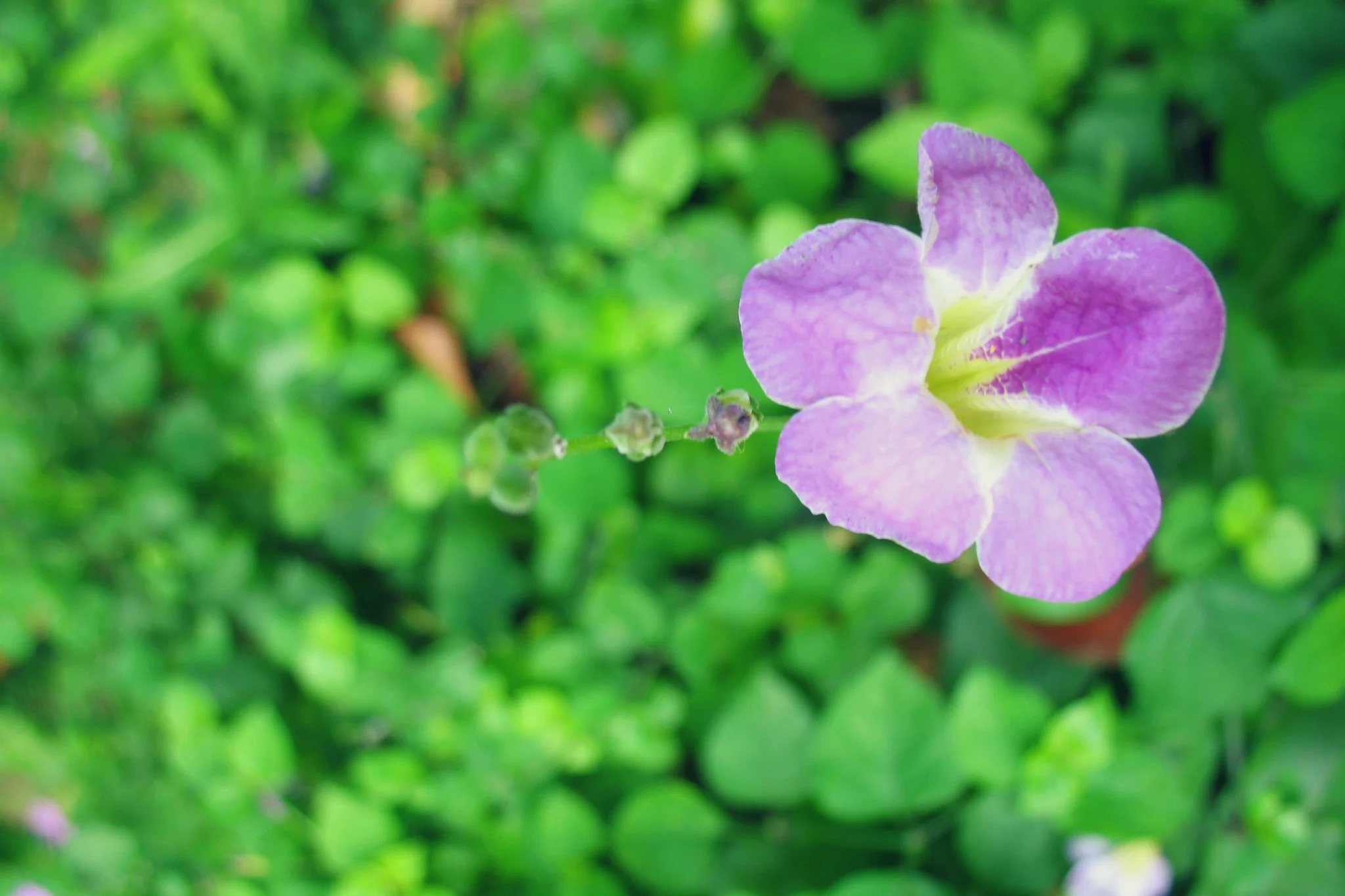 Flor edited.jpg