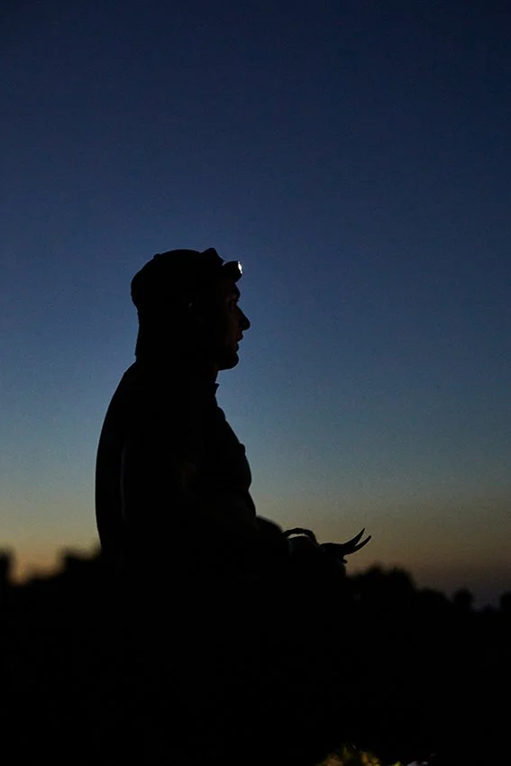 Harvest in Jerez - Alberto Orte