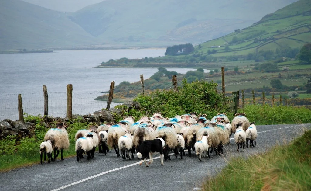 sheep.jpg