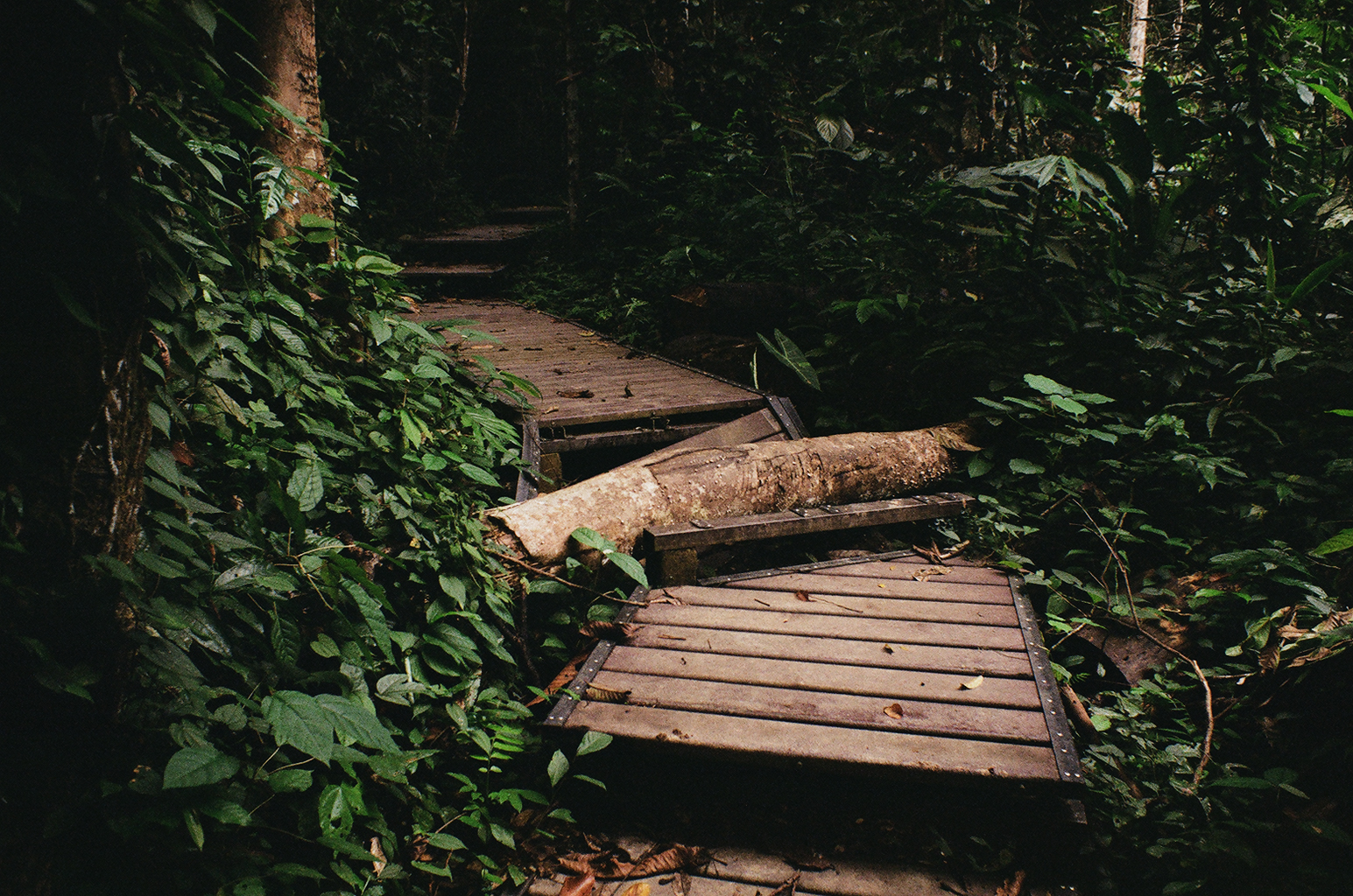 malaysia-rainforest-taman-nagara.jpg