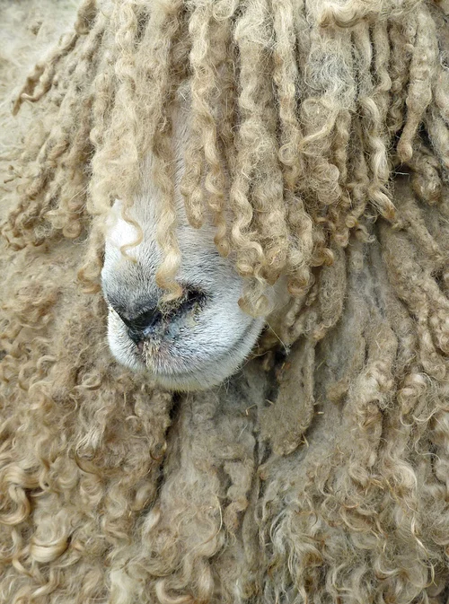 sheep.jpg
