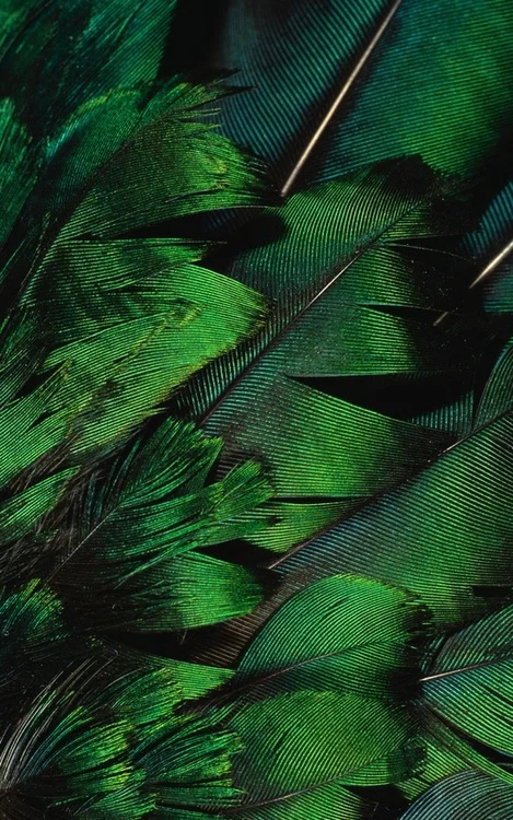 gravefeathers.jpg