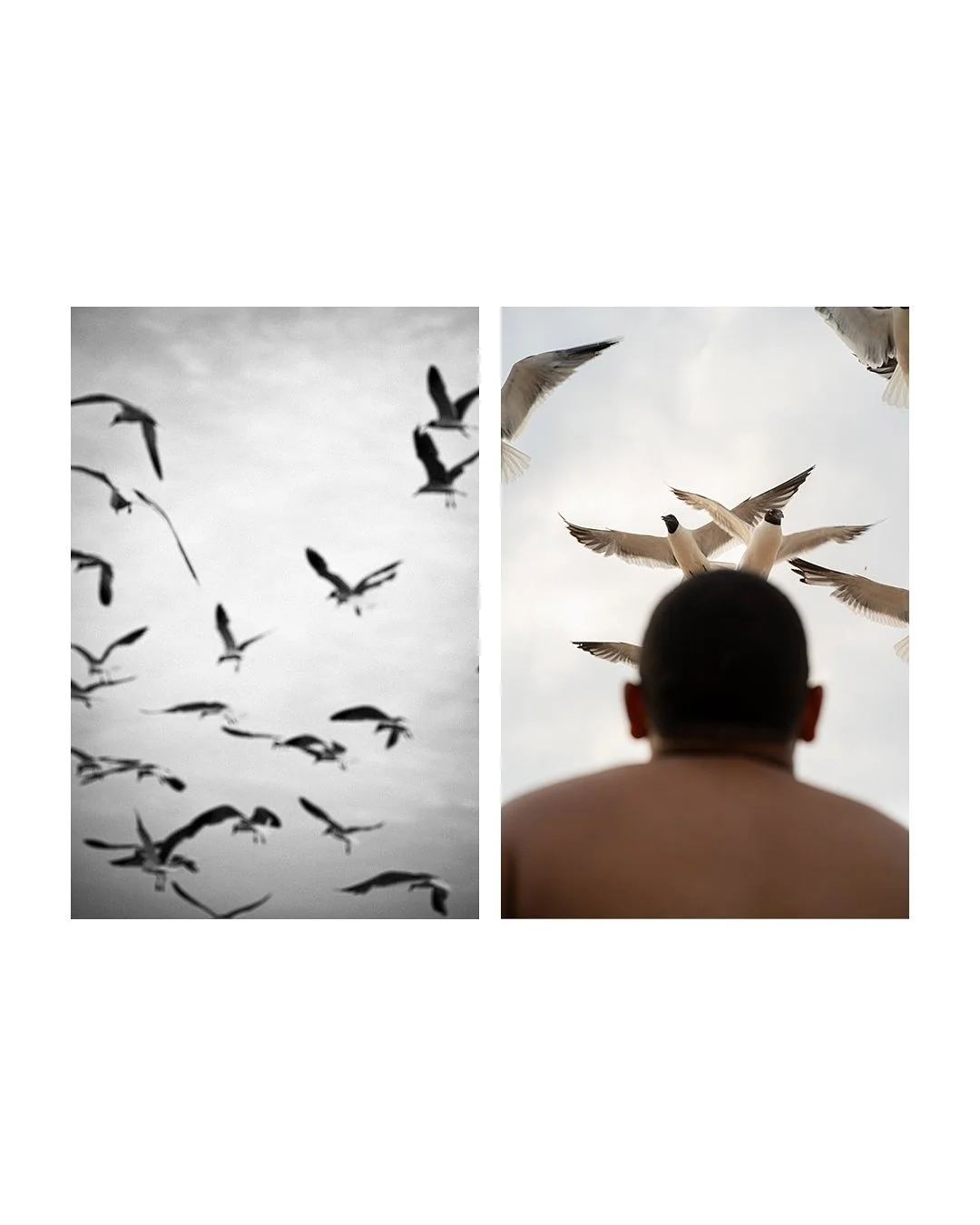 It started with pigeons. Rats of the sky. Old telephones. The official bird of cities everywhere. But, then you&rsquo;re at the beach. Pigeons at the beach get bullied, chased off by the gulls. Bigger, meaner, hell bent on eating whatever you got. I 