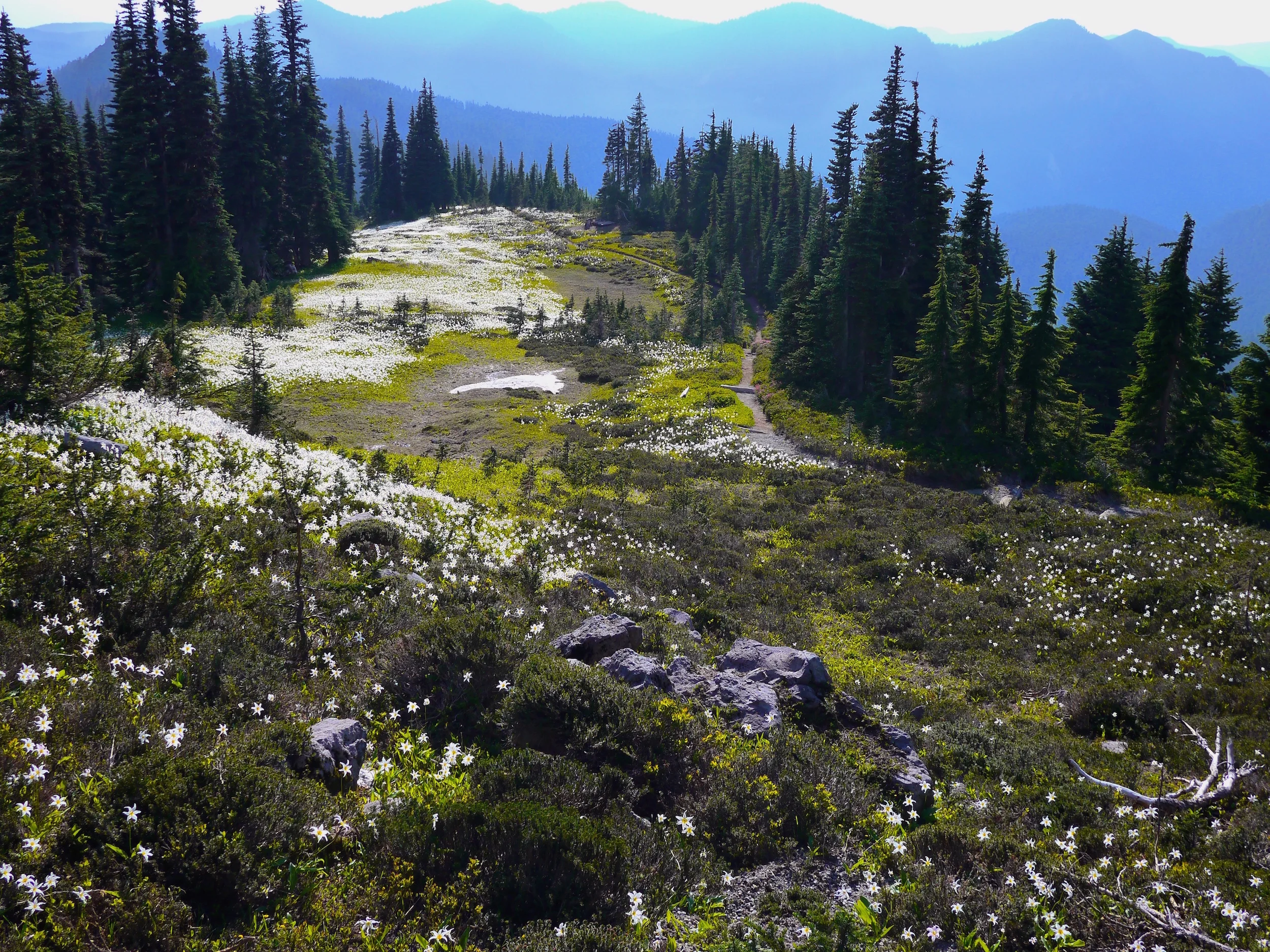avalanche lilly carpet.jpg