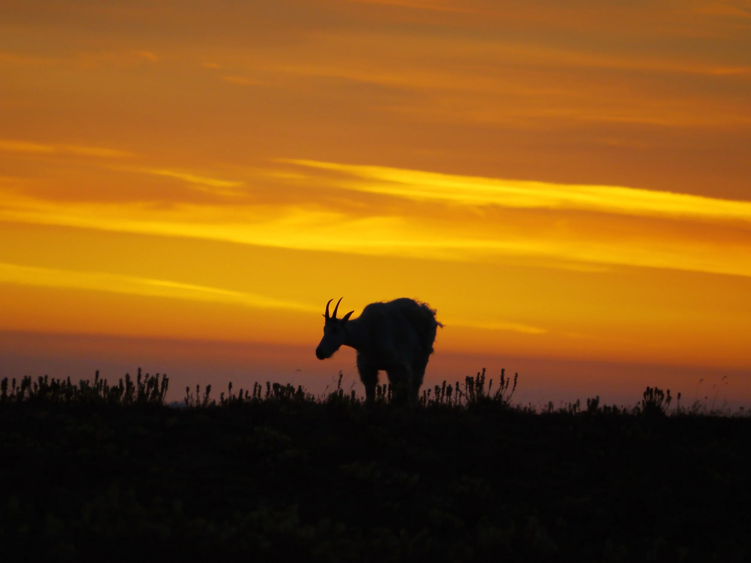 goat at sunrise.jpg