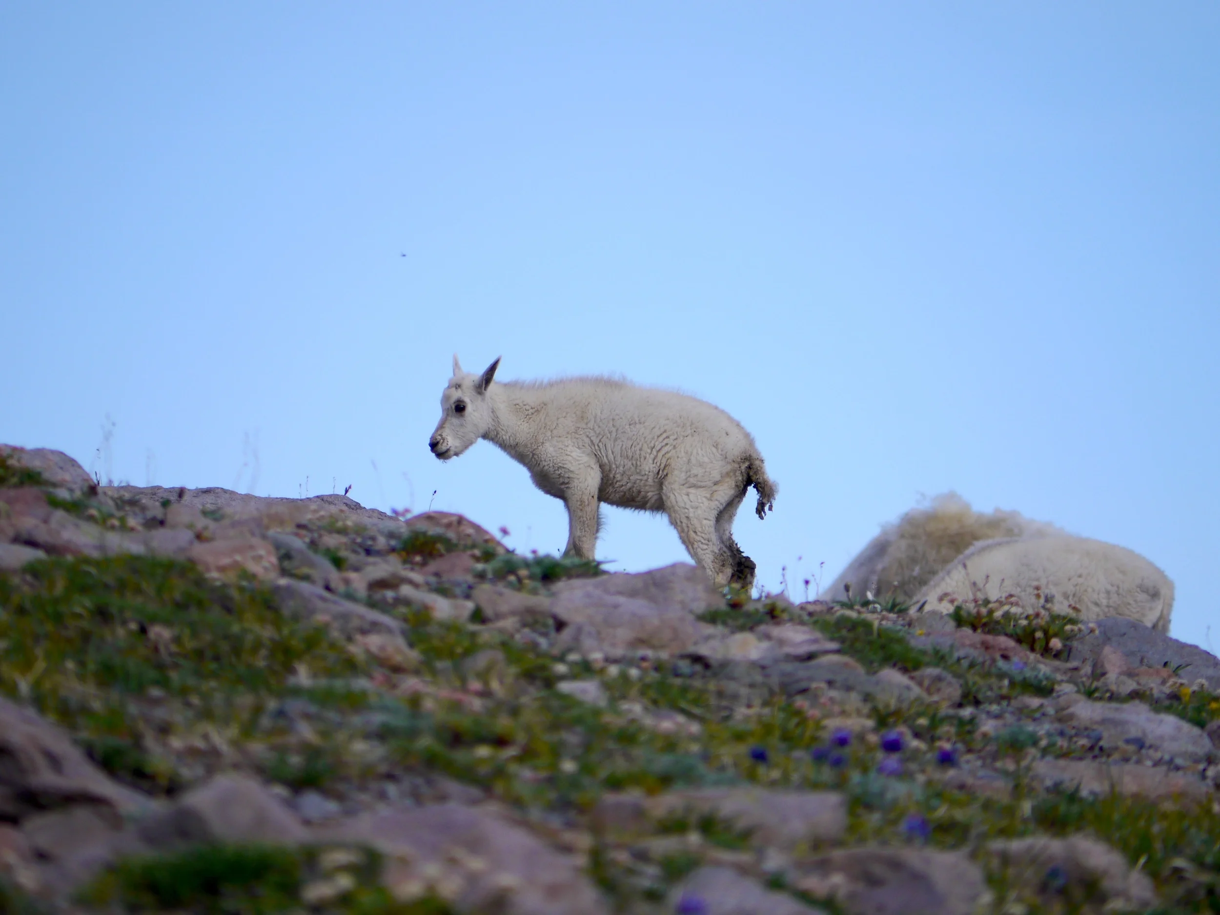 little goat.jpg