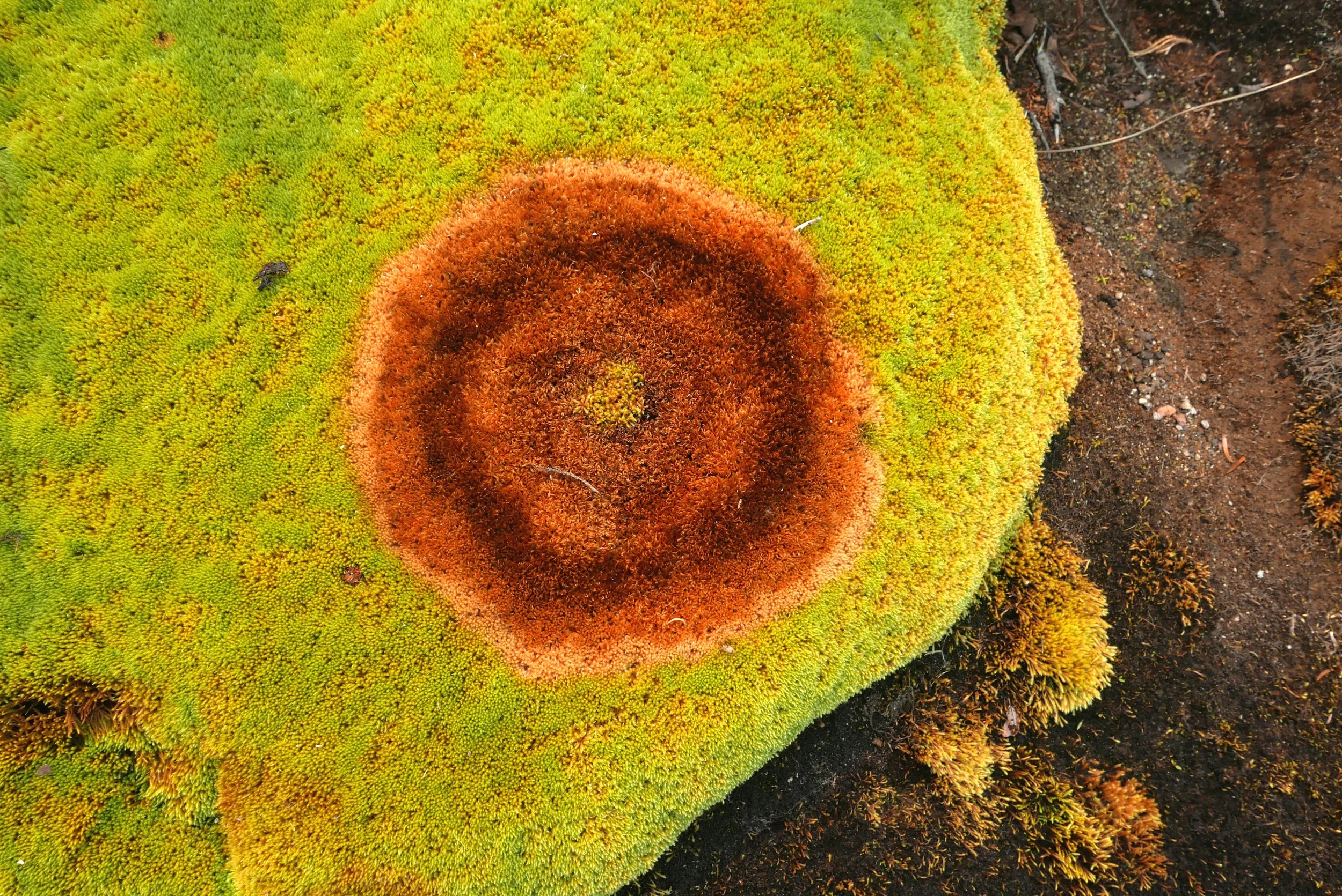 moss in Moraine Park.jpg