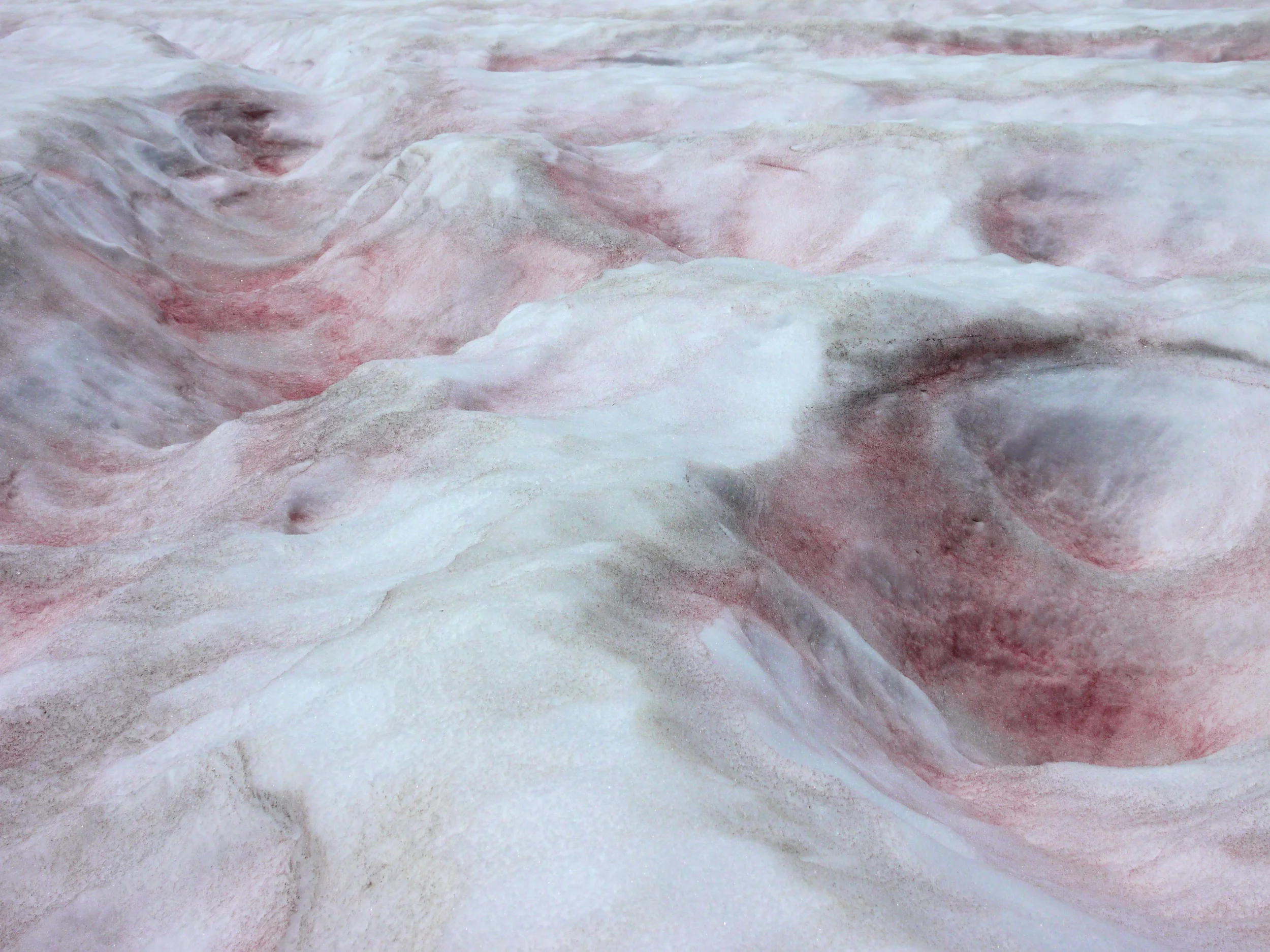 watermelon snow.jpg