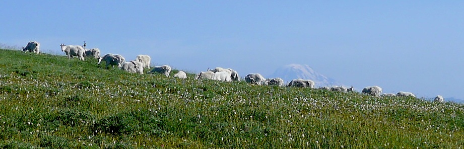 resident goat herd with Mt. Adams behind