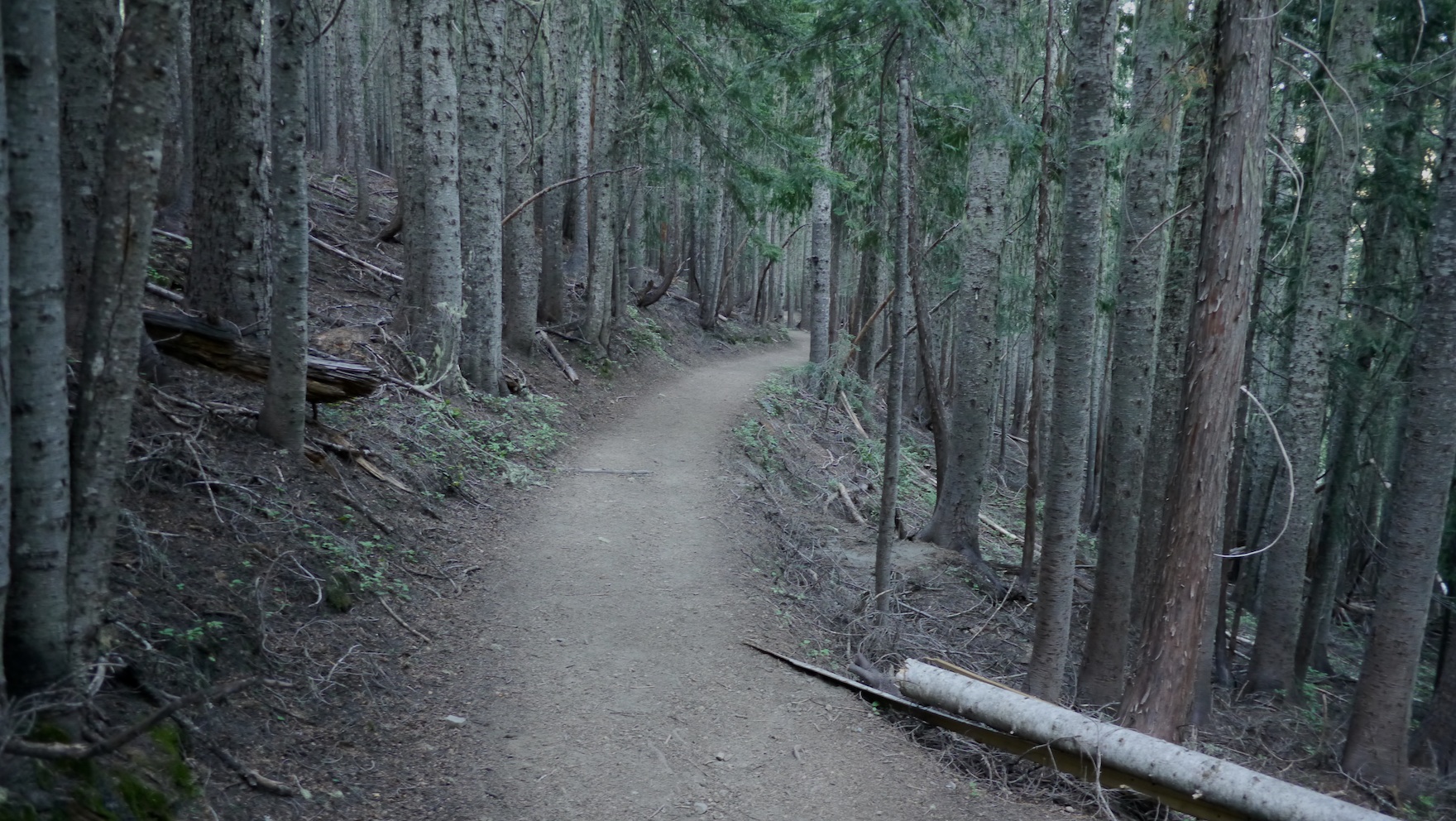 wide boulevard of the Wonderland Trail to finish the loop