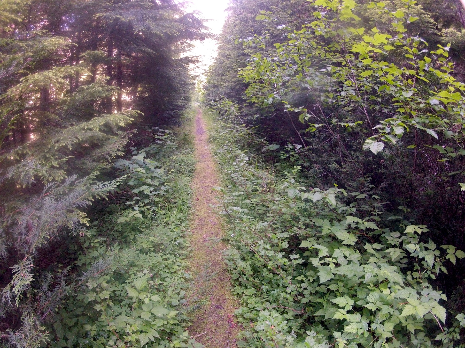 the North Puyallup trail, which used to be a road
