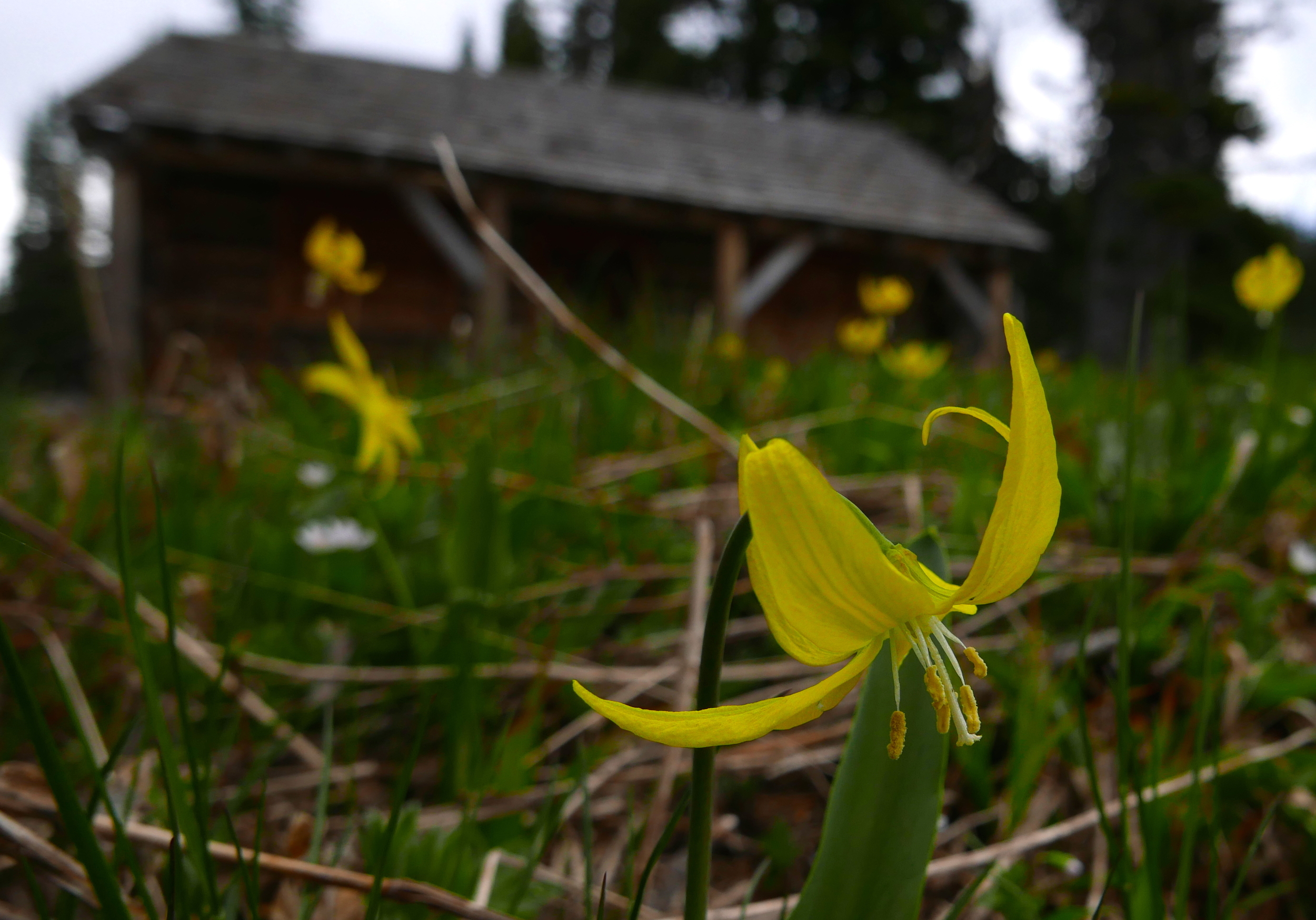 glacier lillies already out