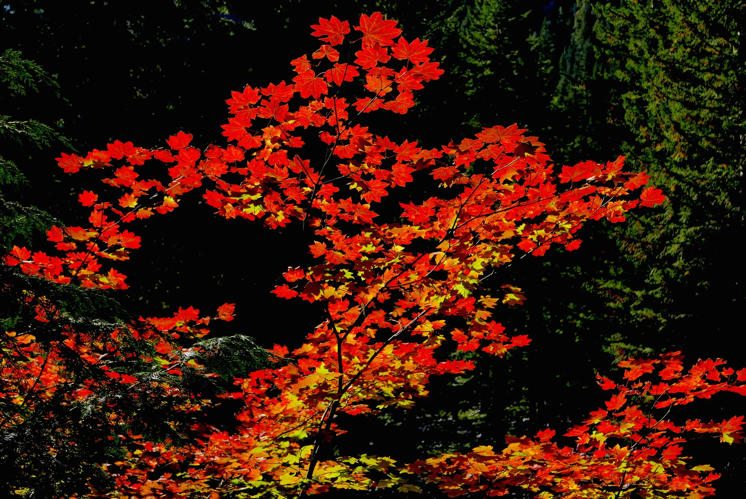 fall on the Wonderland near Box Canyon