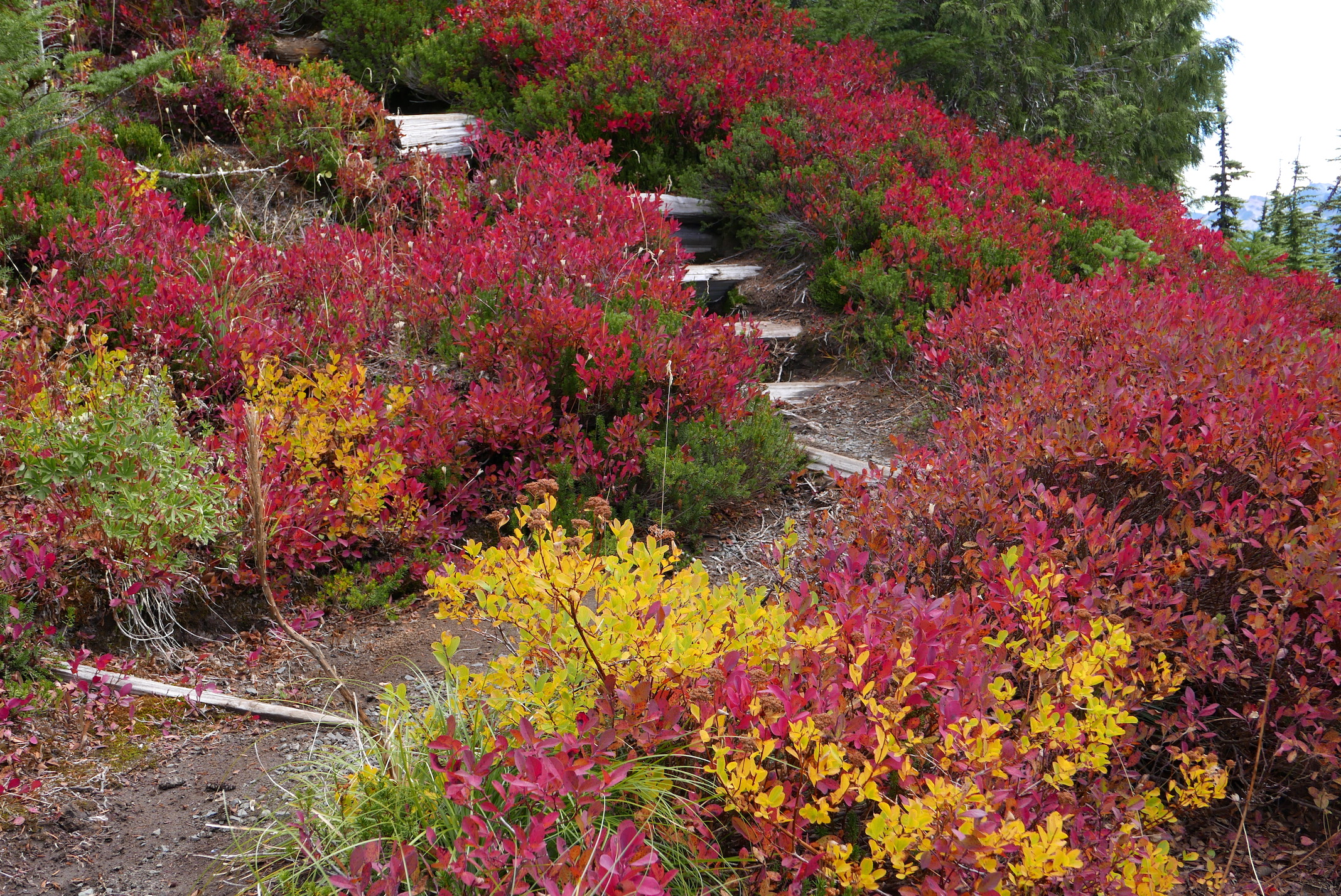 fall colors near Pyramid Peak