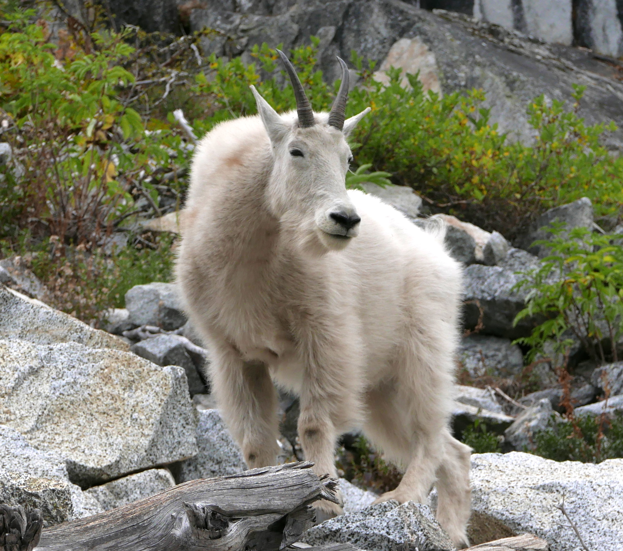 goat above Nada Lake