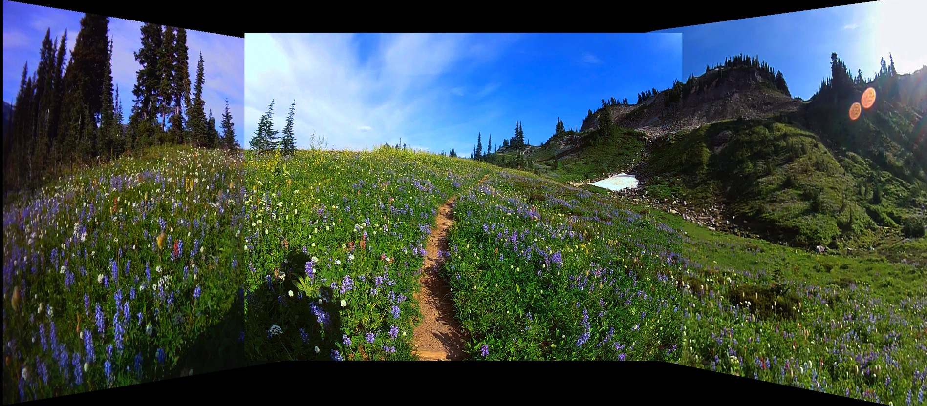 flower fields above Indian Bar
