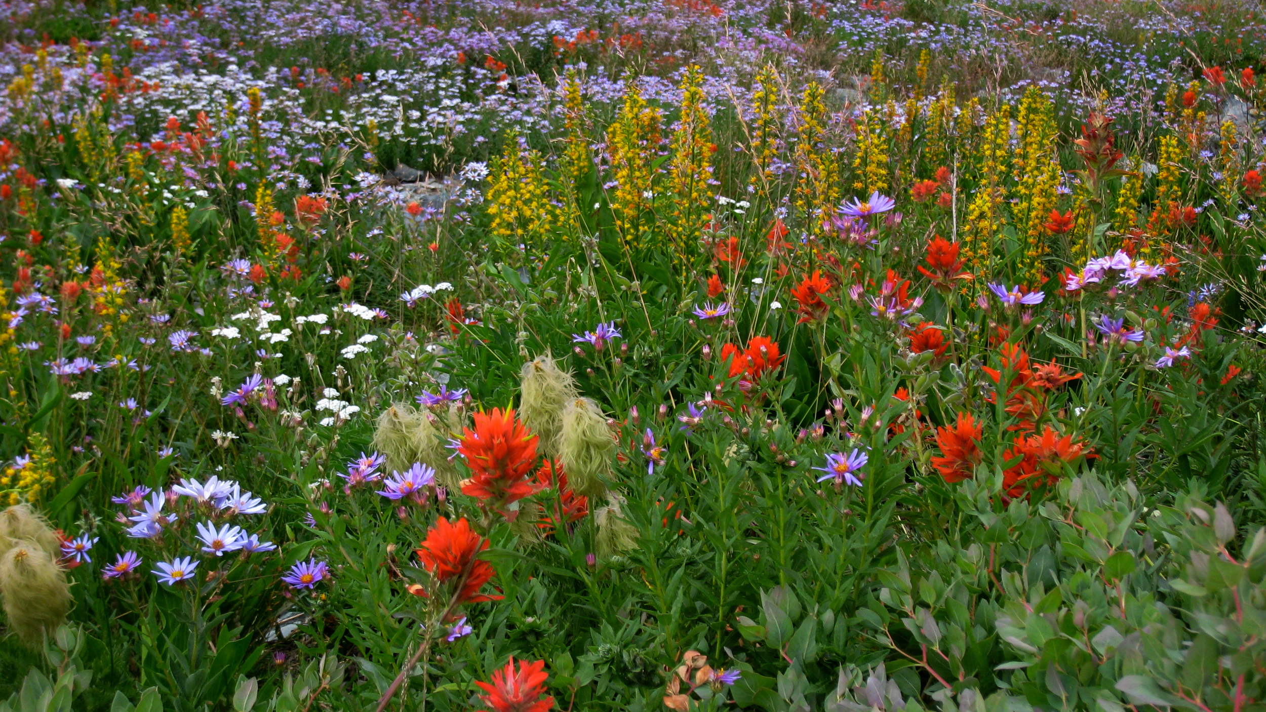 flower cornucopia on the Northern Loop Trail