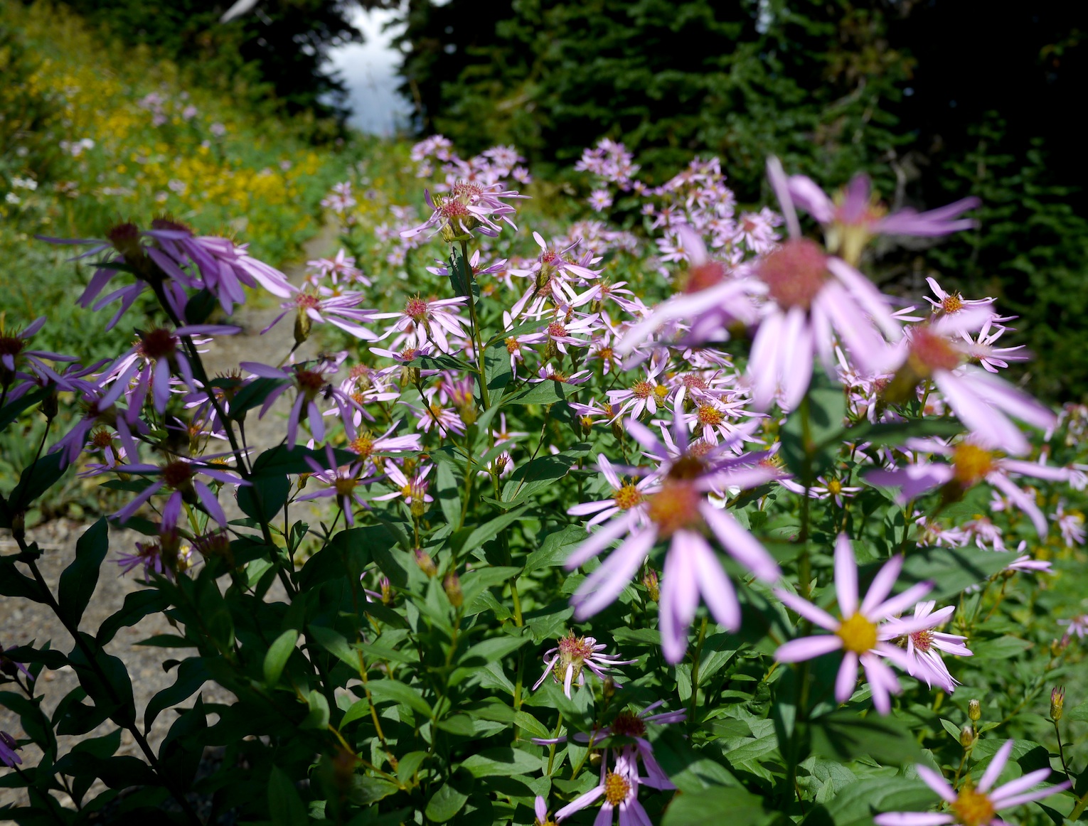 trail flowers