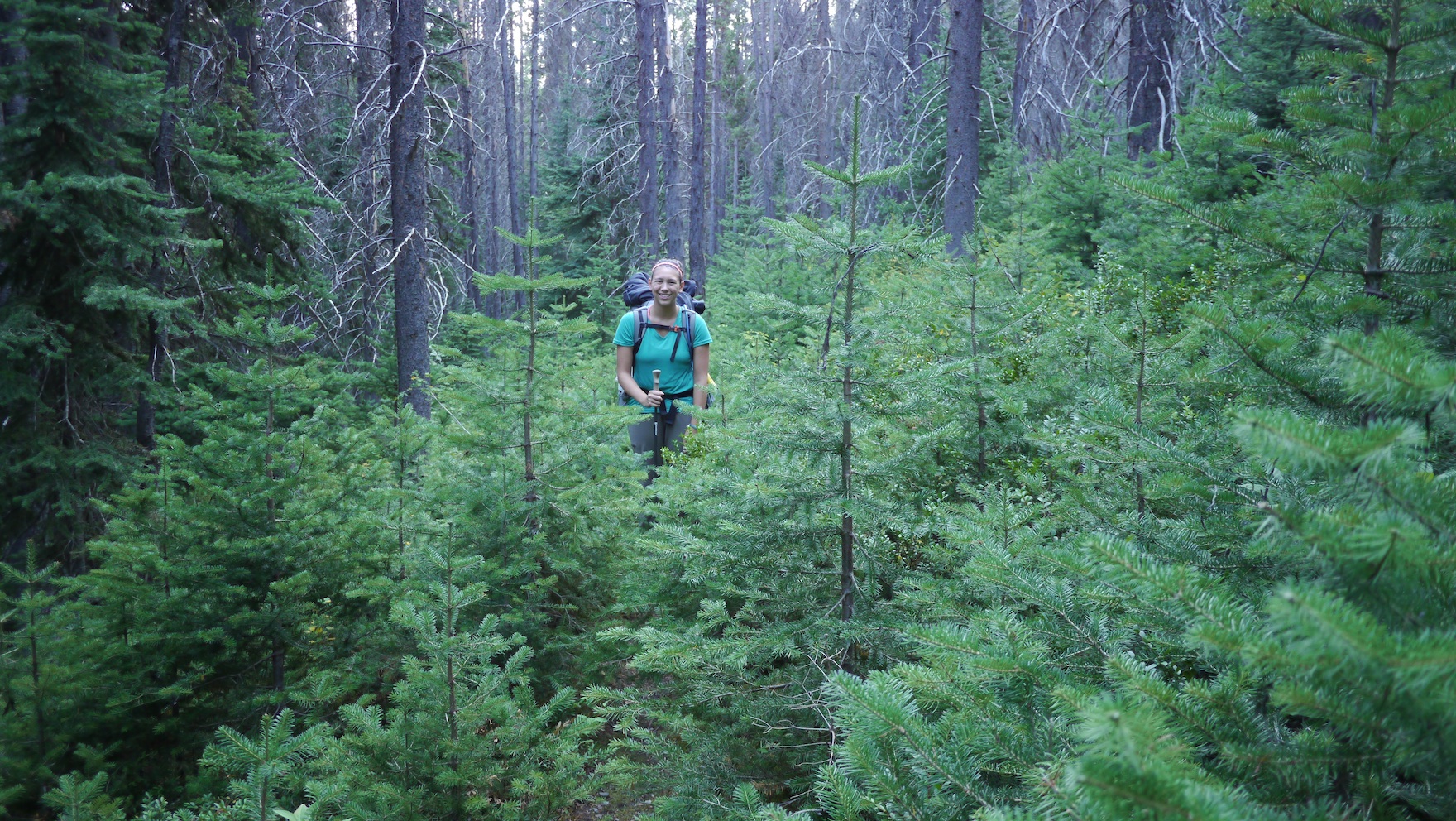 Rejuvenation: the forest rebuilds