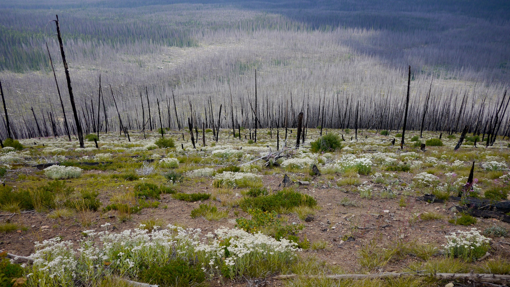 stark beauty: aftermath of 2006 Tatoosh fire