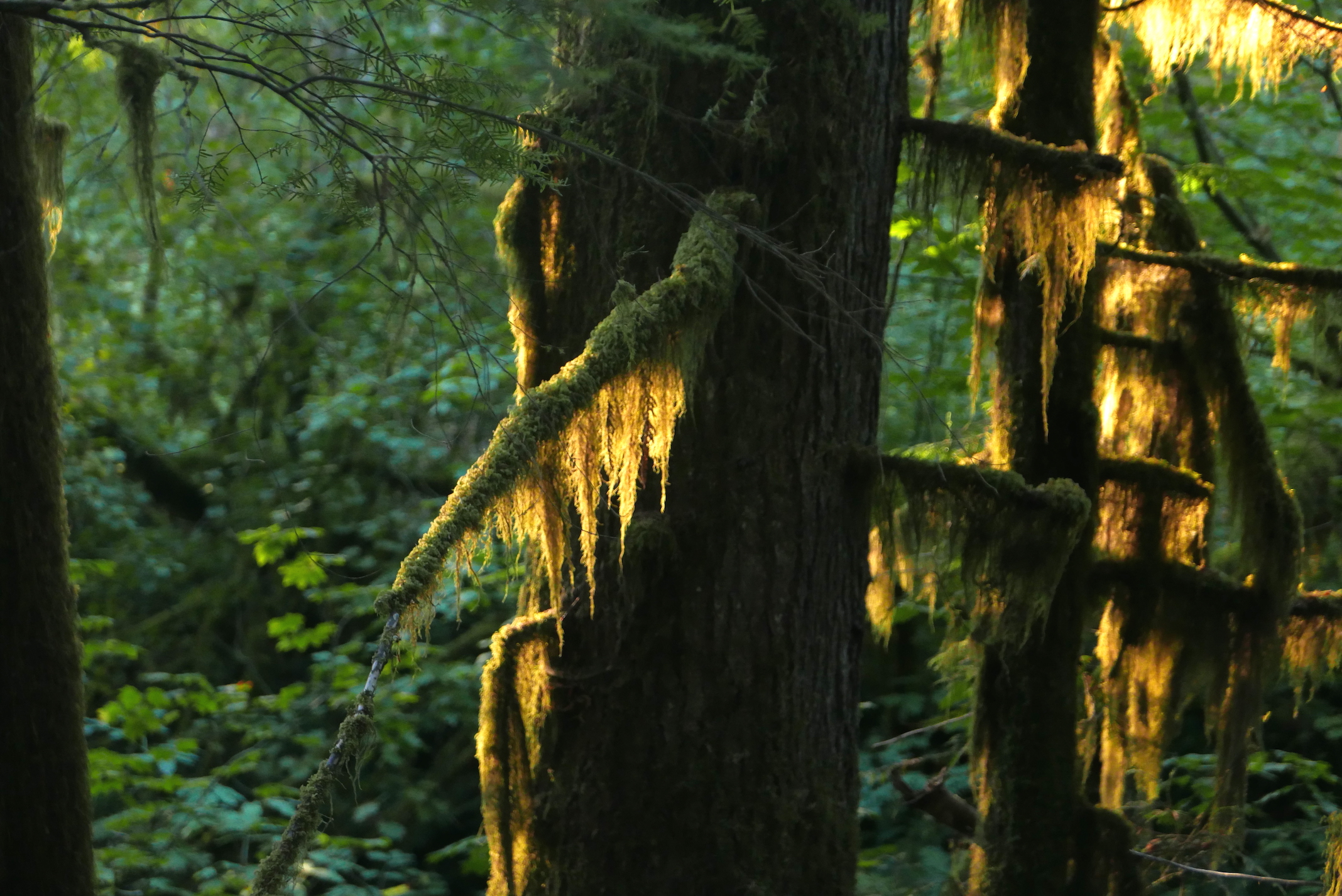 The mossy forest walk on Road 1130