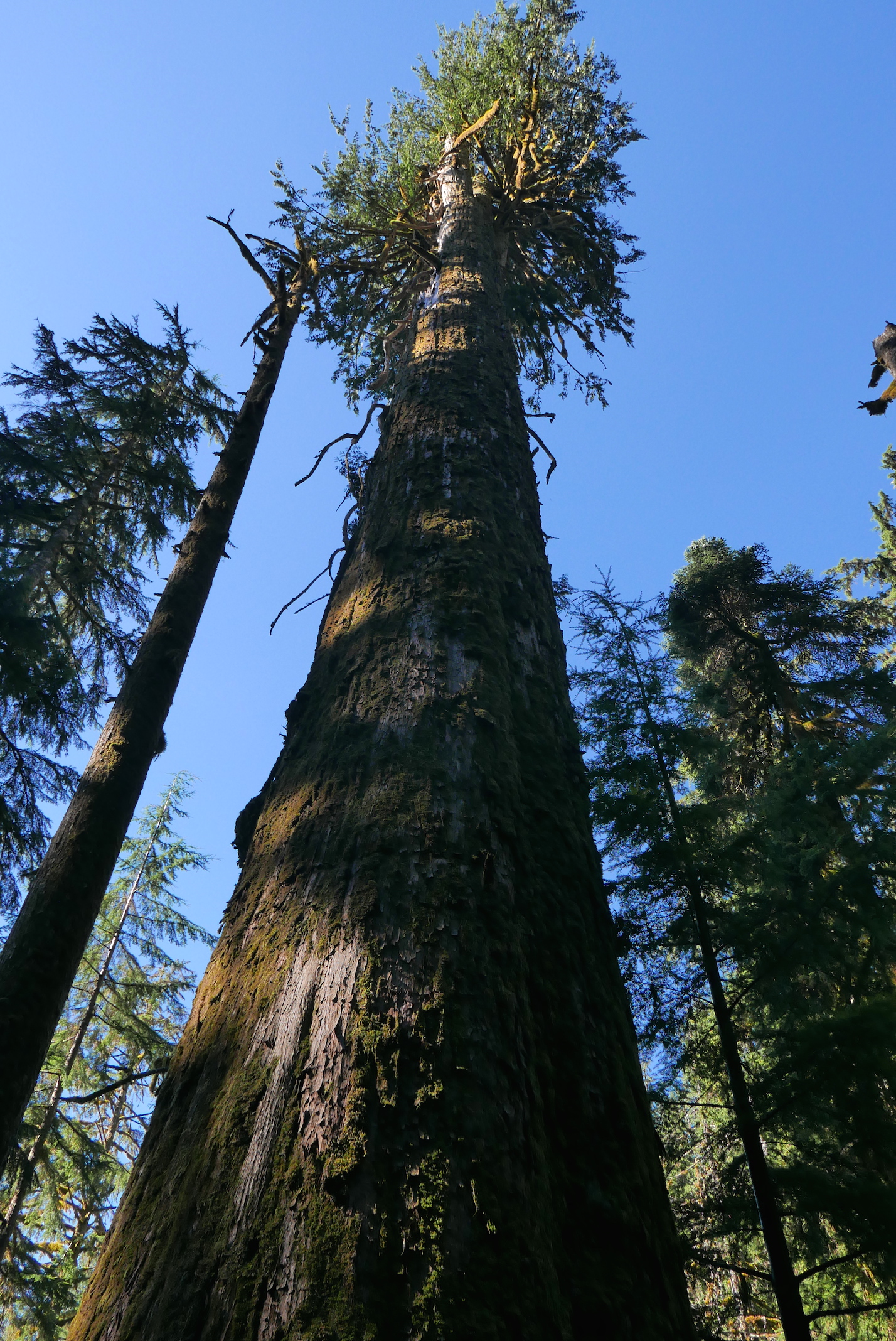 impressive old growth
