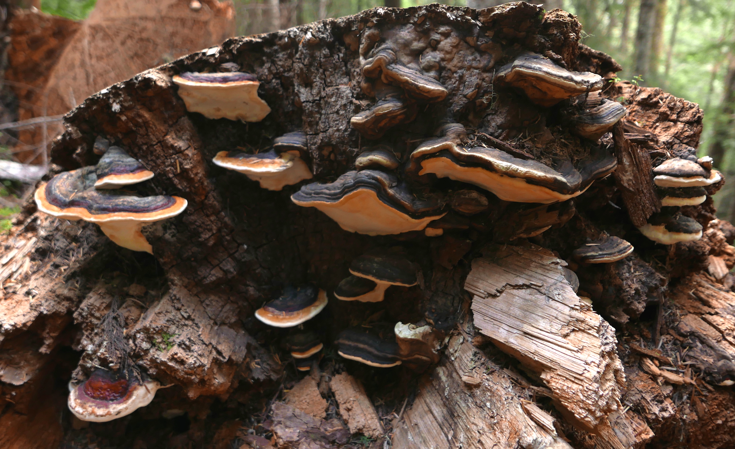 polypore colony