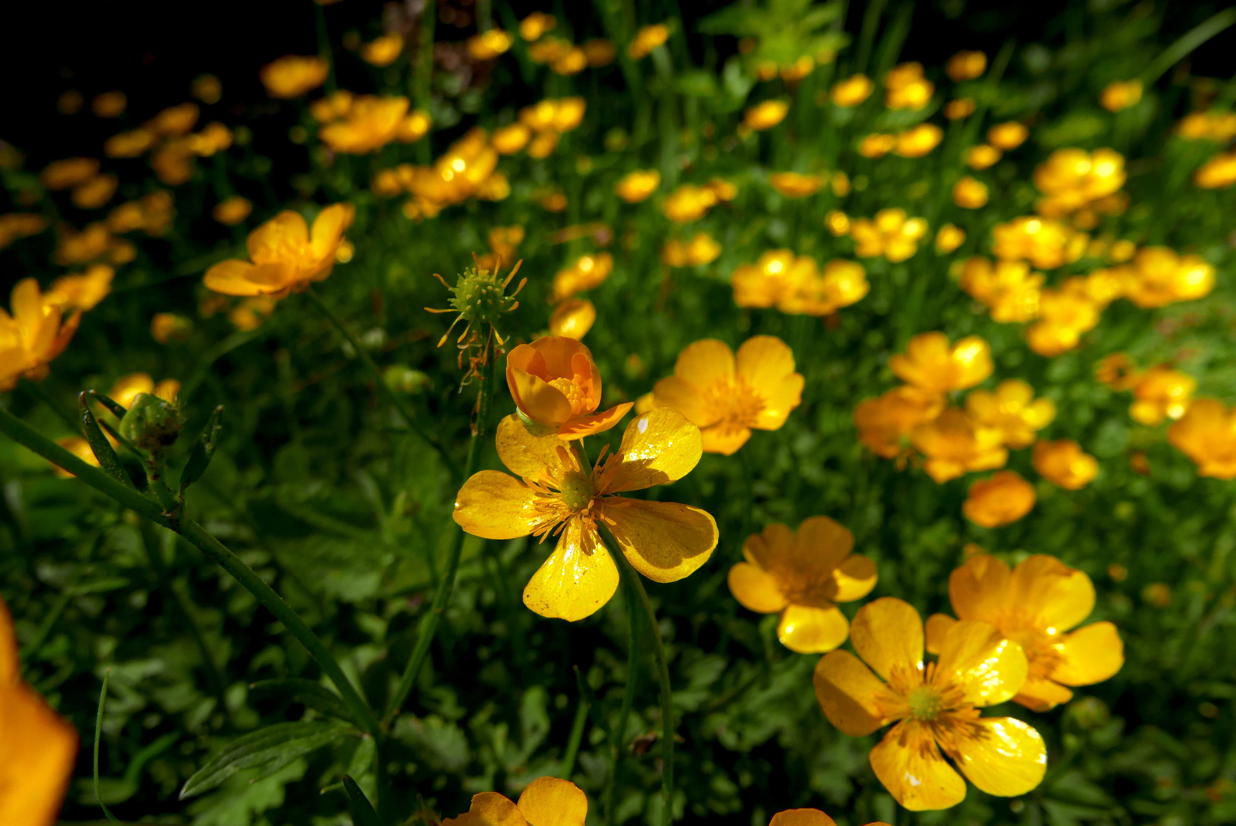 Buttercups!