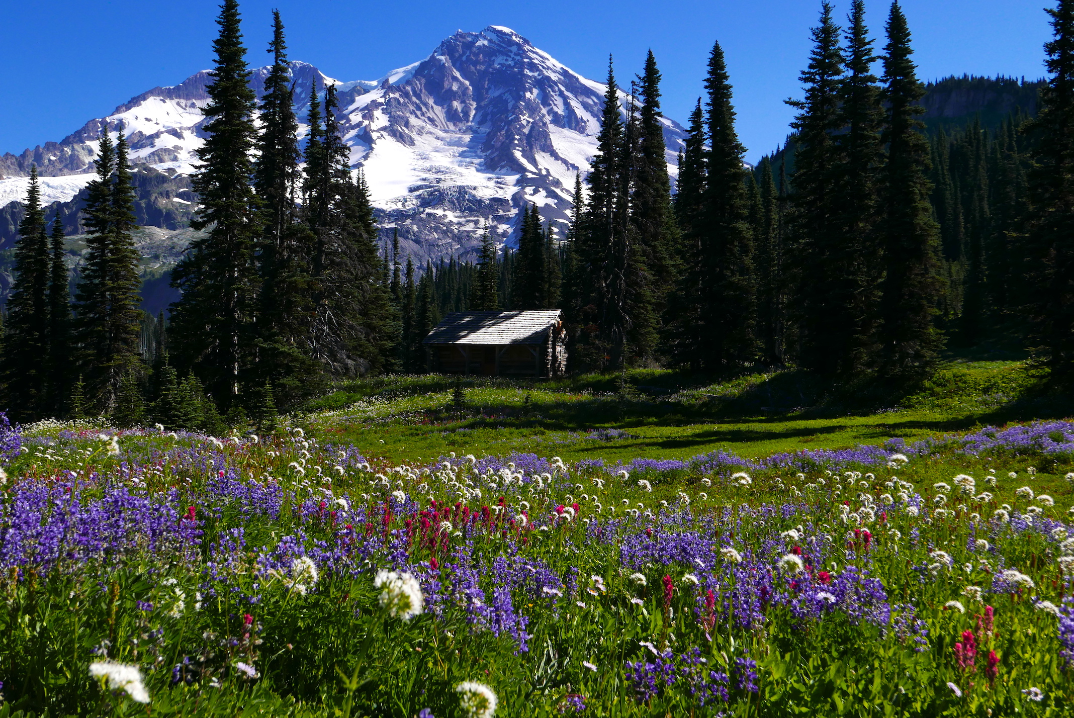 Flower show in full bloom, Indian Henry's Hunting Ground, Mt. Rainier