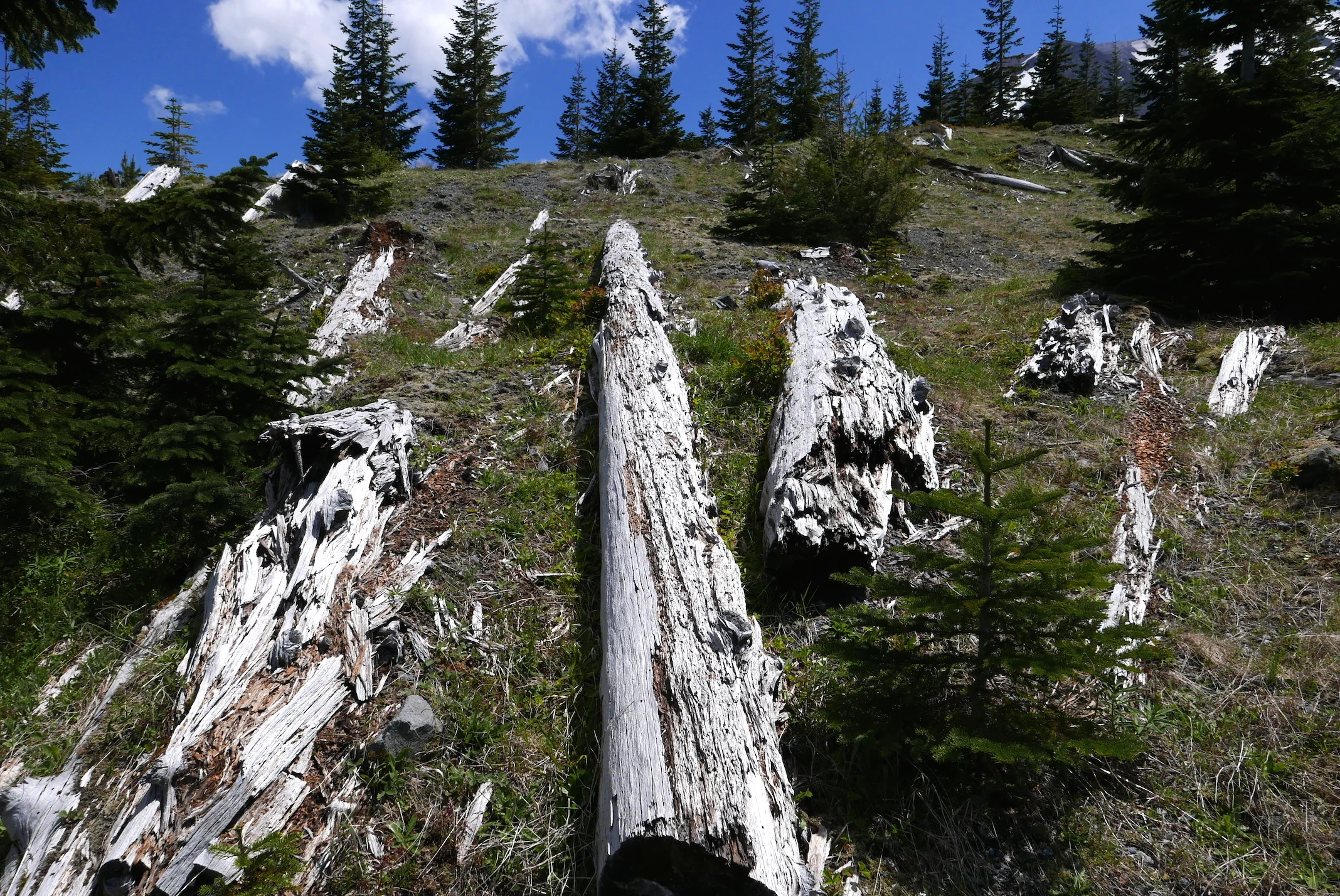 Ghosts slipping away, blast zone Mt. St. Helens