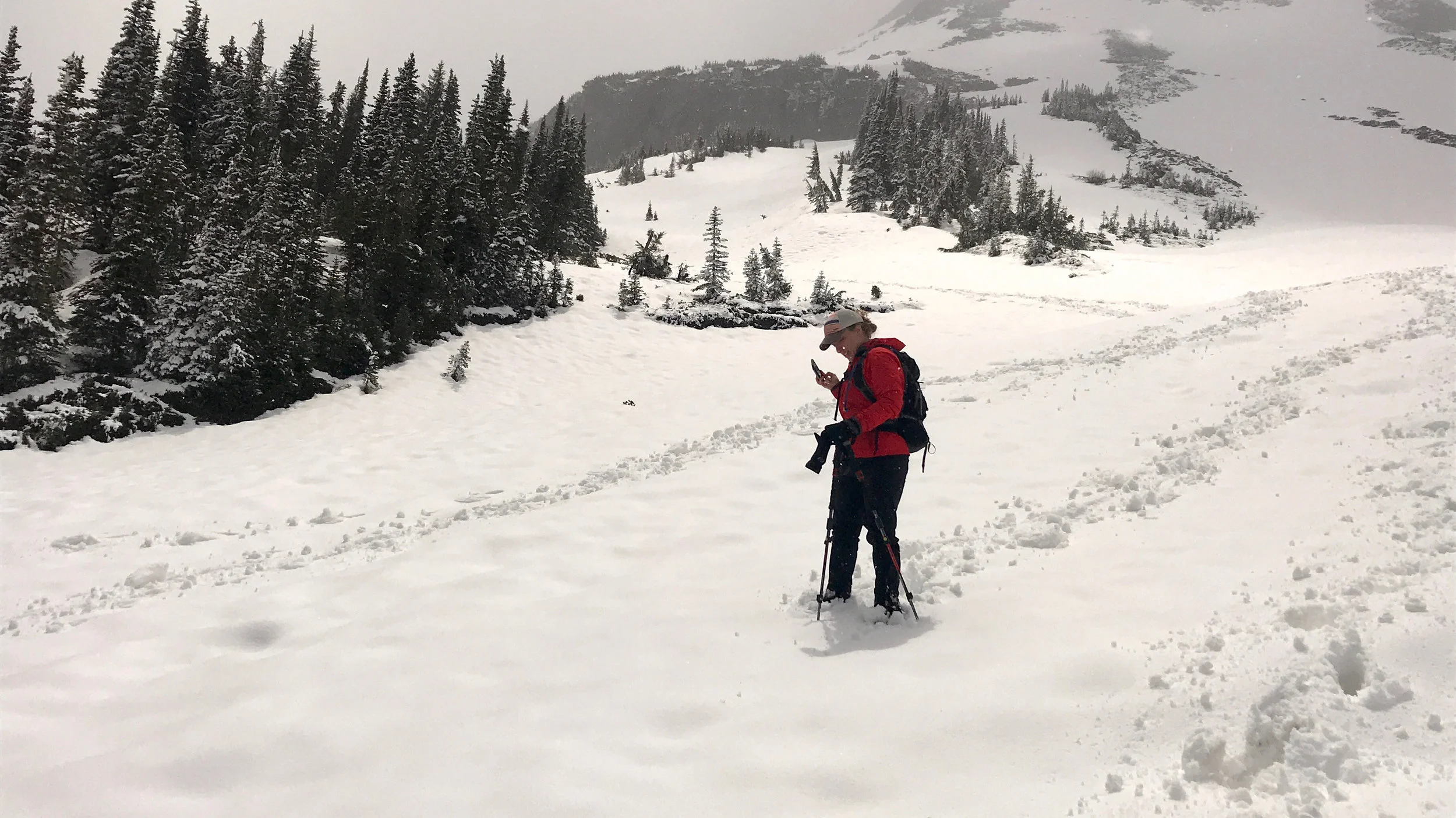 Fresh tracks end running the switchbacks, descending from Summerland (5900'), June 10, 2018