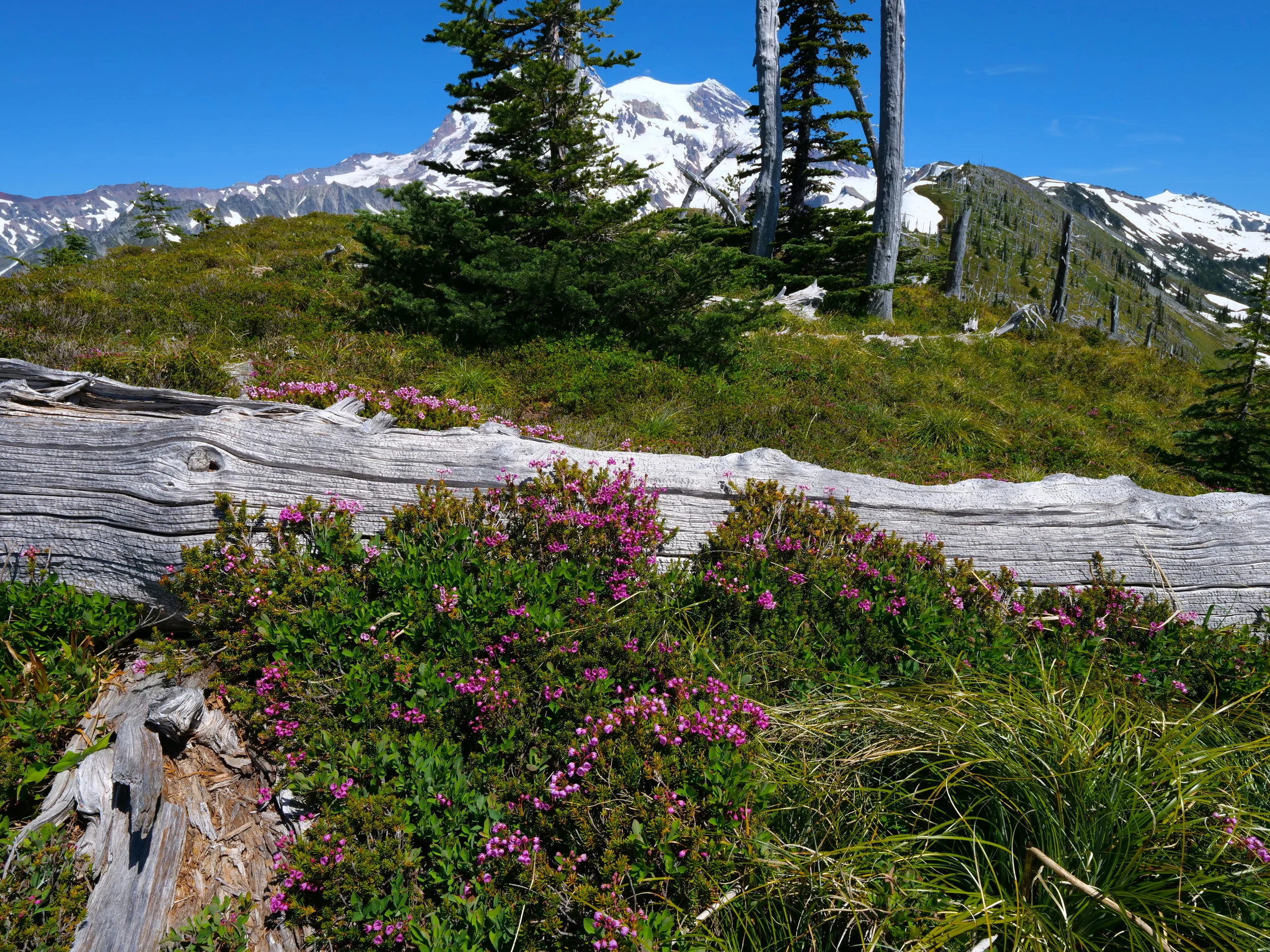 Some color on the ridge to the Colonnade