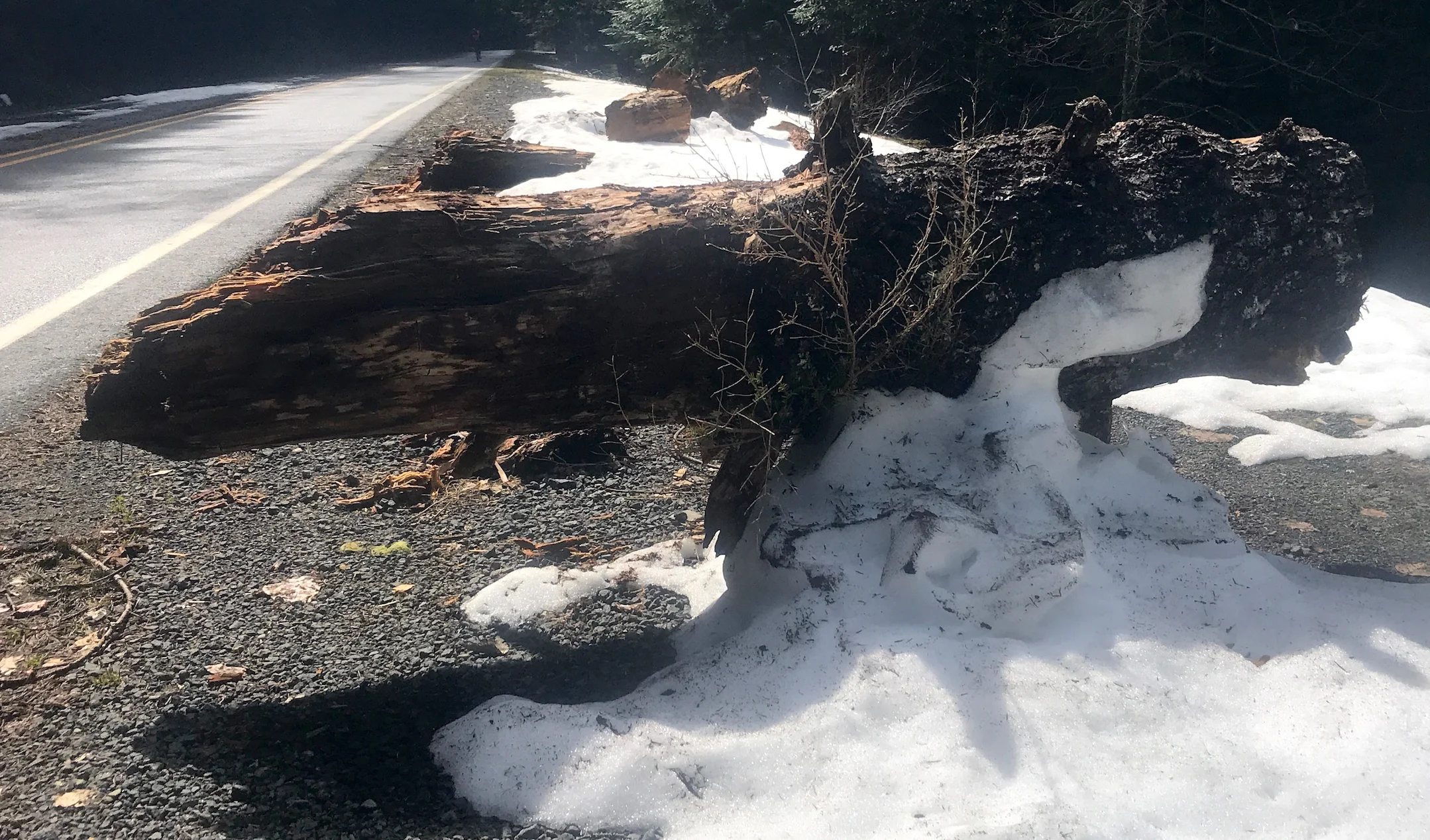 Precariously perched log on the closed highway 410.