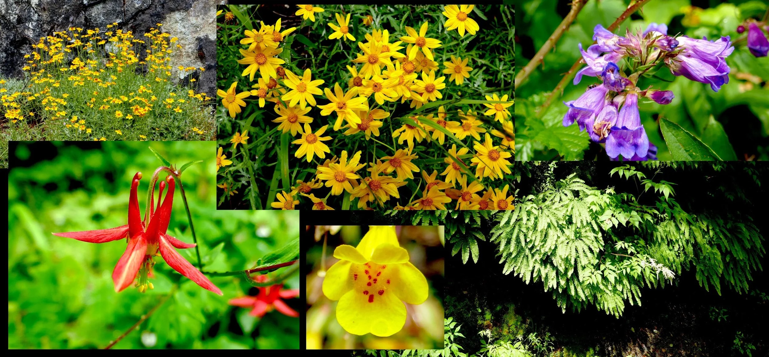 Flowers abound on the Stevens Canyon road