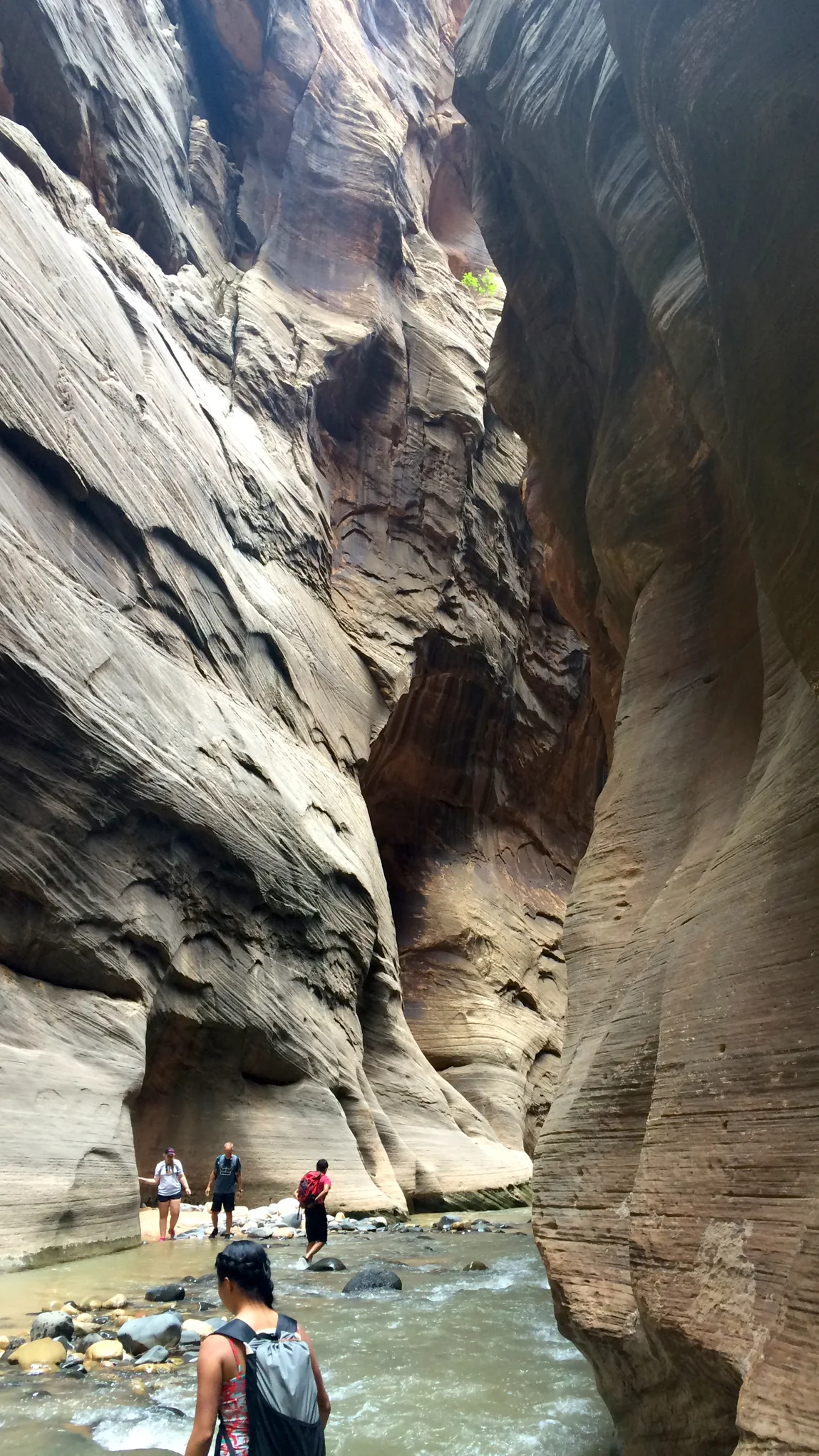 In the Narrows (Zion)