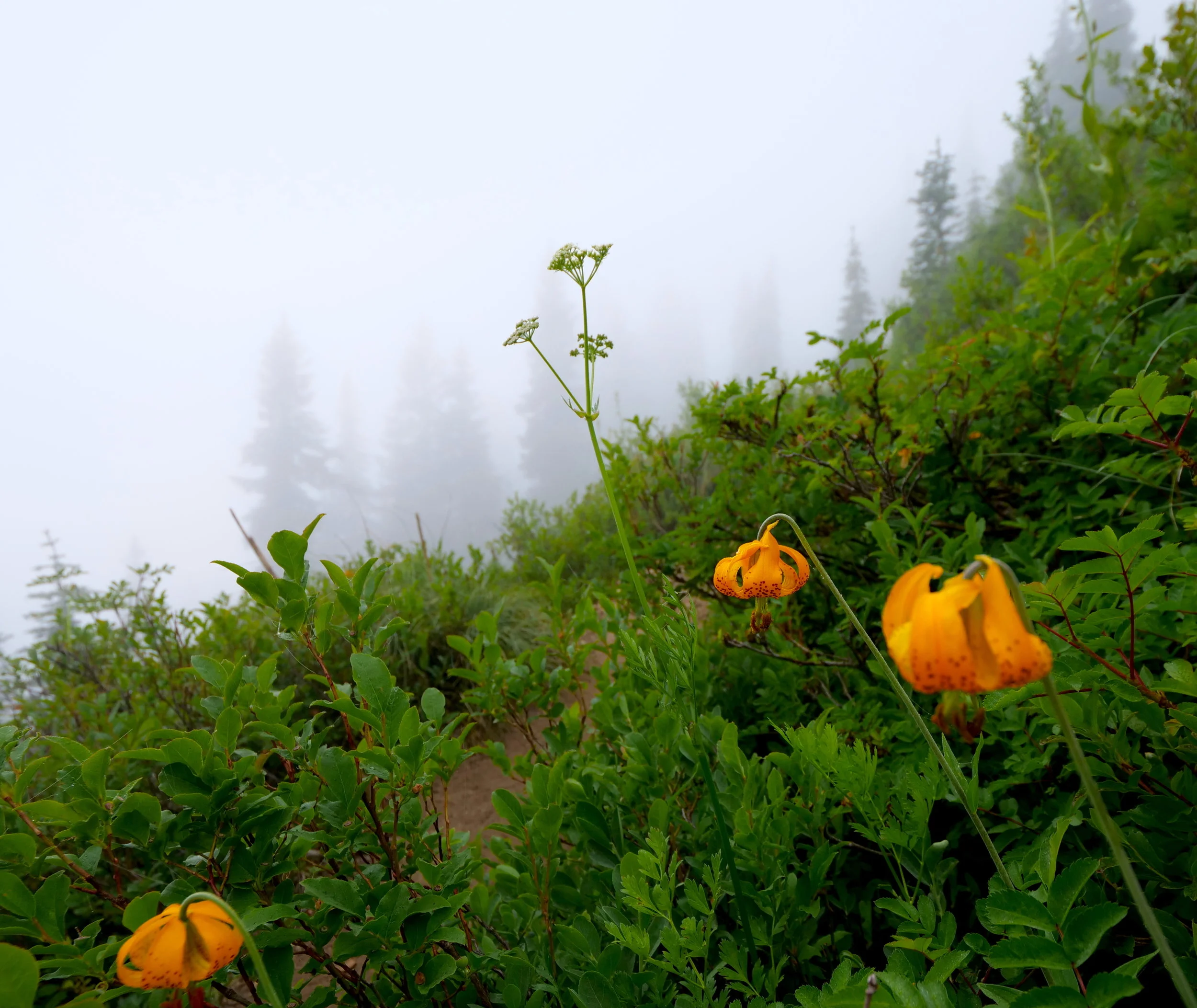 Lilies along the Shriner Peak trail, ascending in the fog