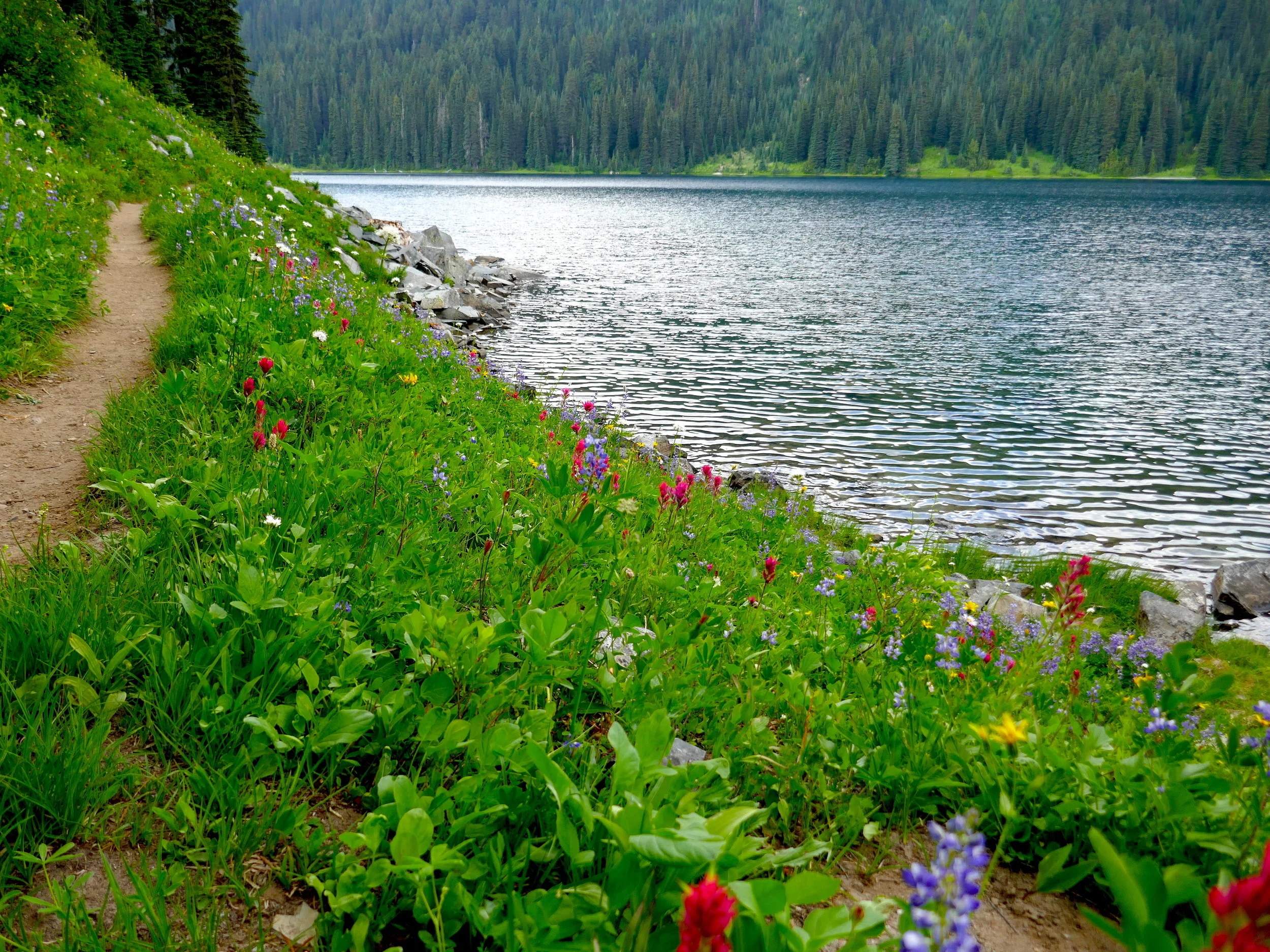 Flower cornucopia next to Dewey Lake