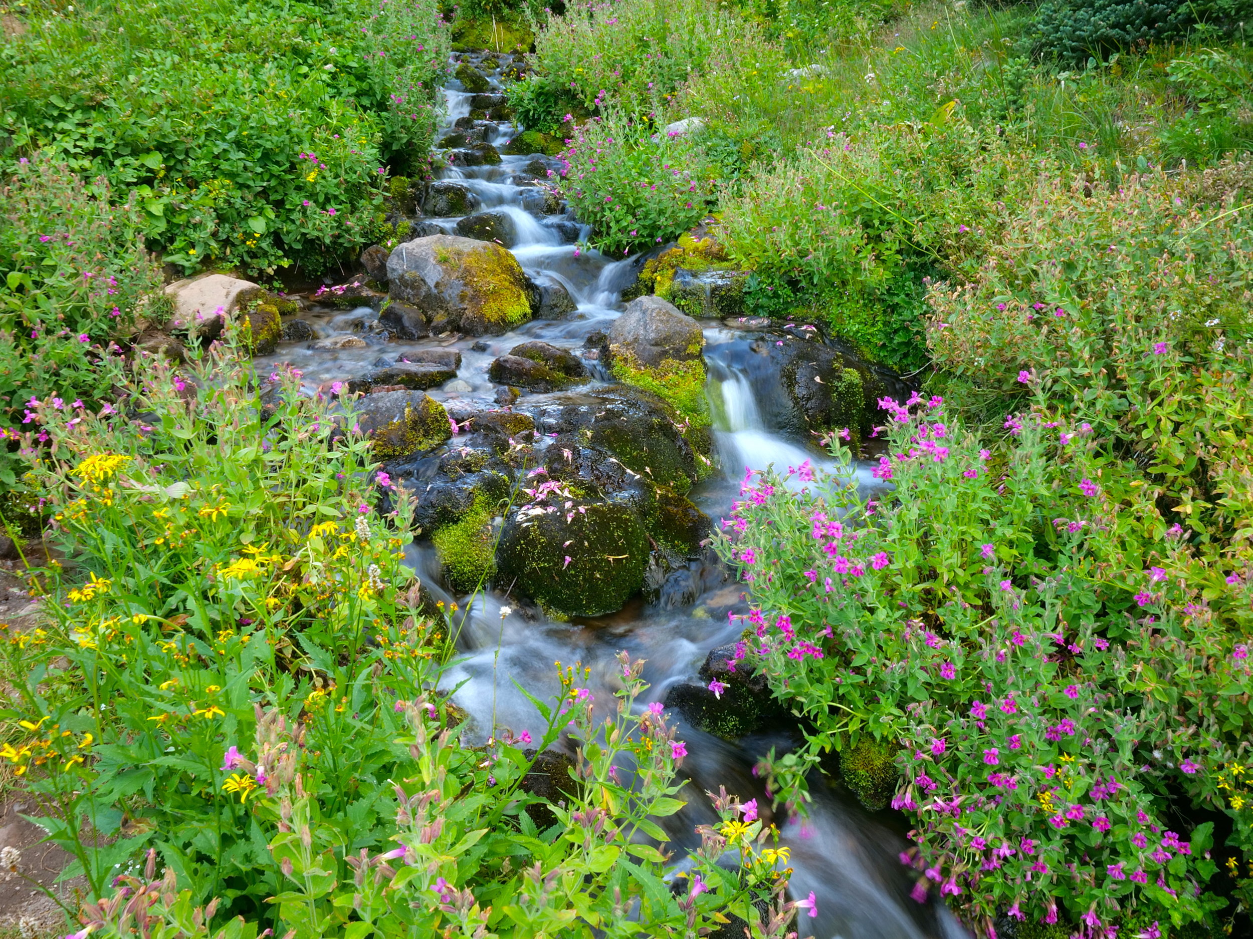 Lodi Creek nourishes a constant bloom even late season
