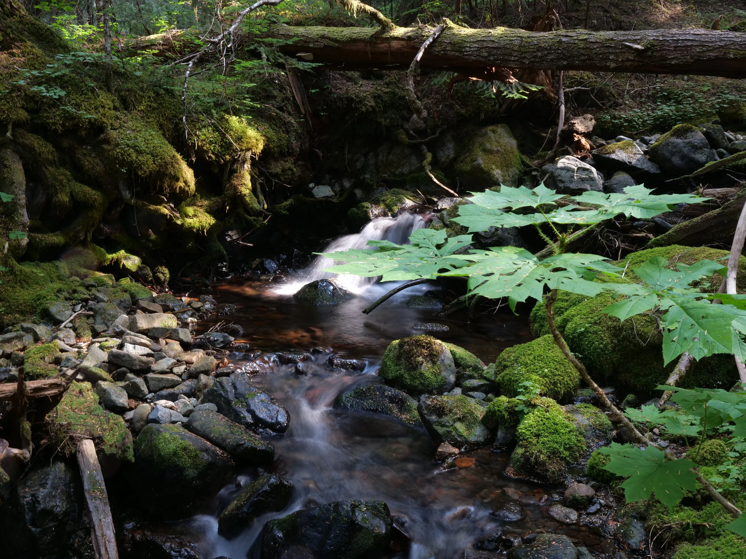 Huckleberry Creek feeder in old growth splendor