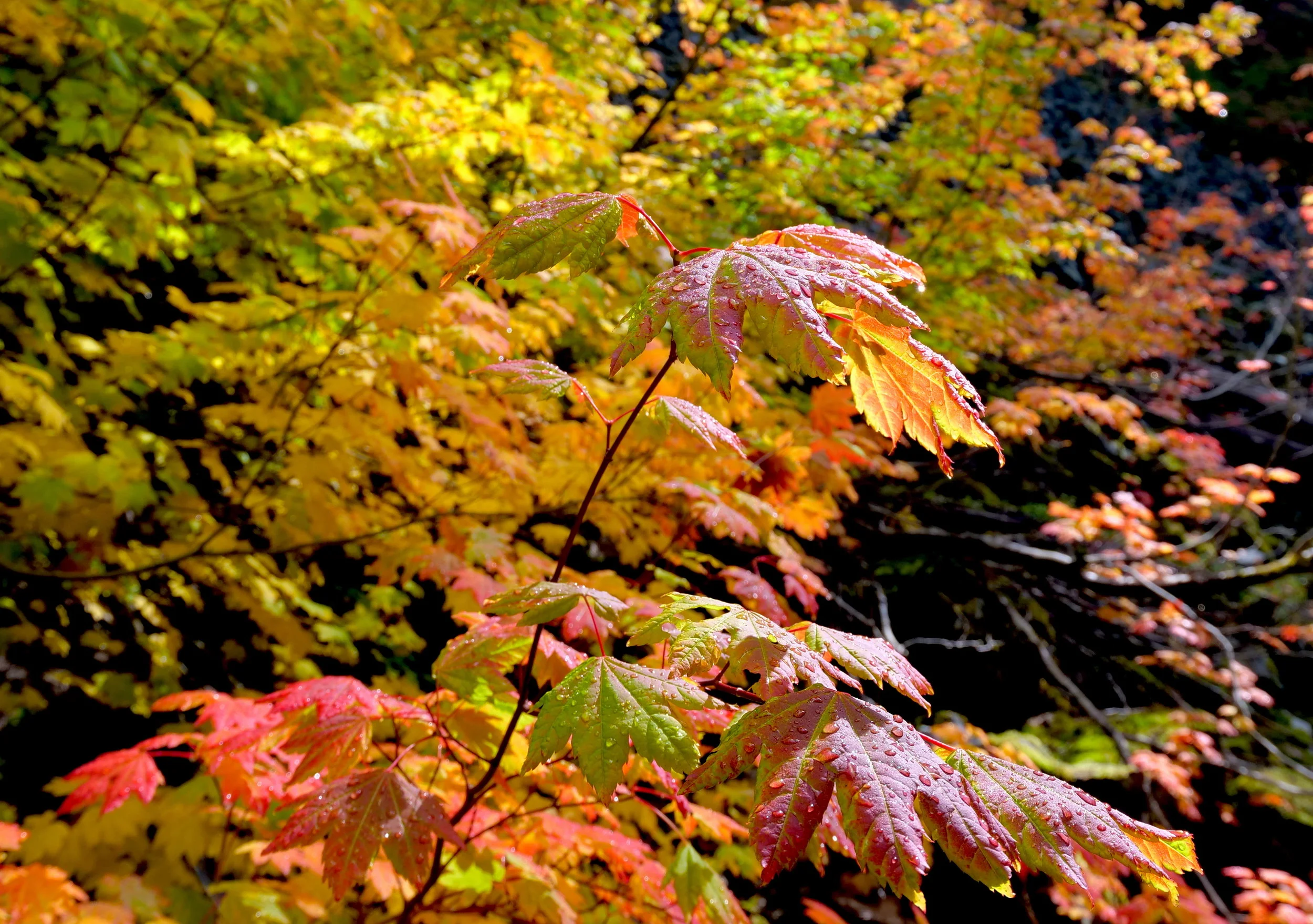 Fall colors on the Comet Falls Trail
