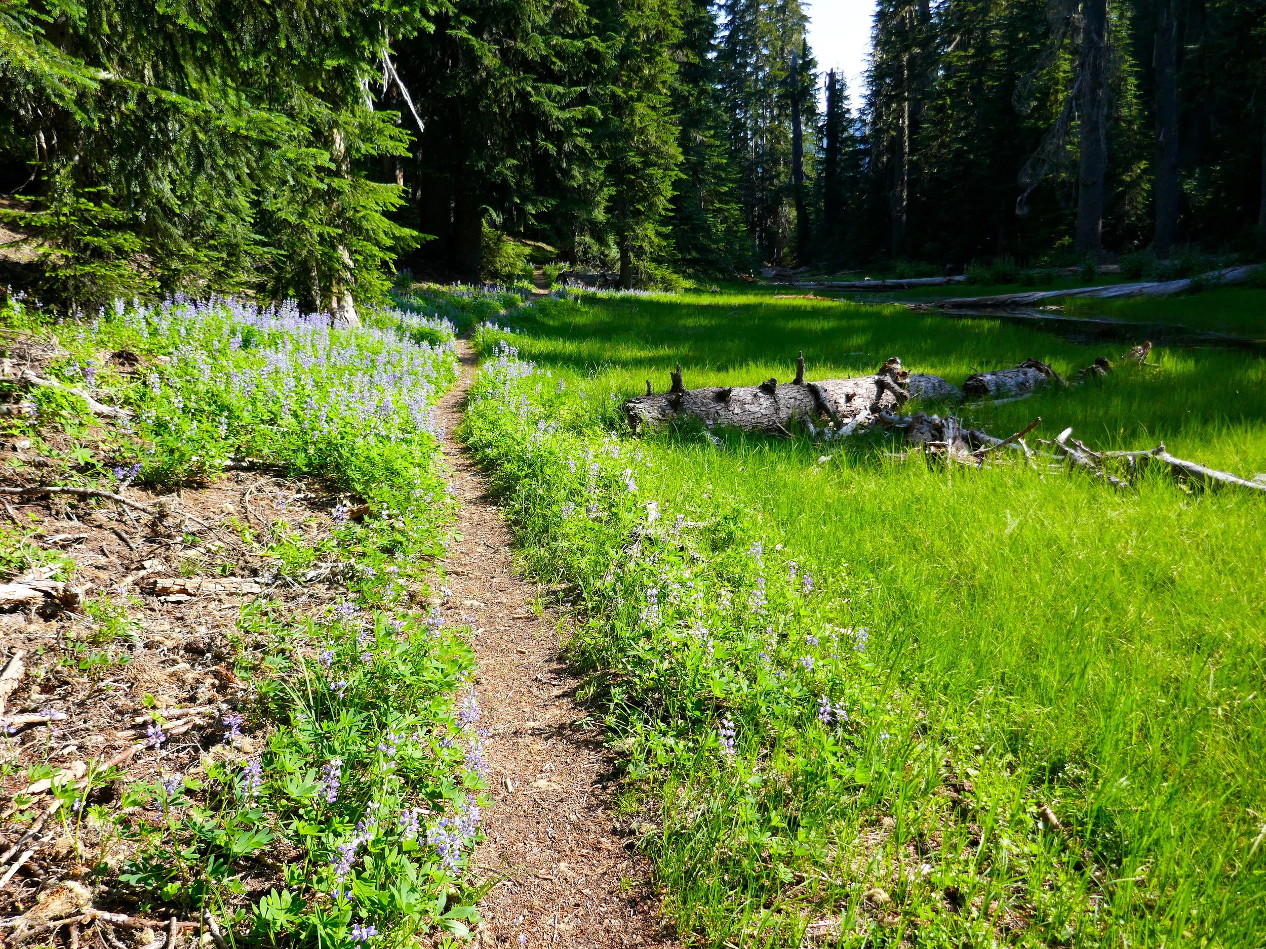 Laughingwater Creek Trail