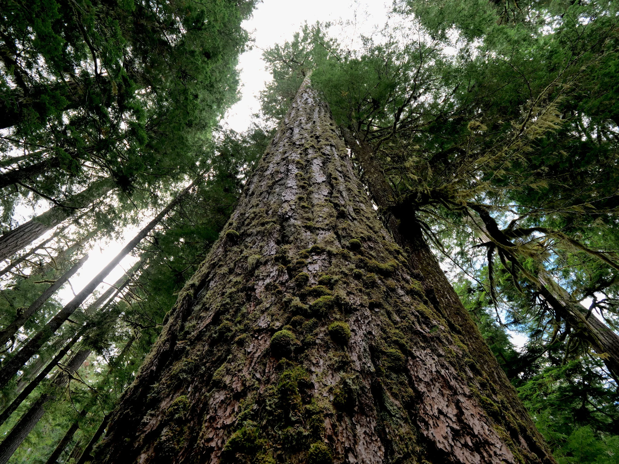 Twin Firs Trail