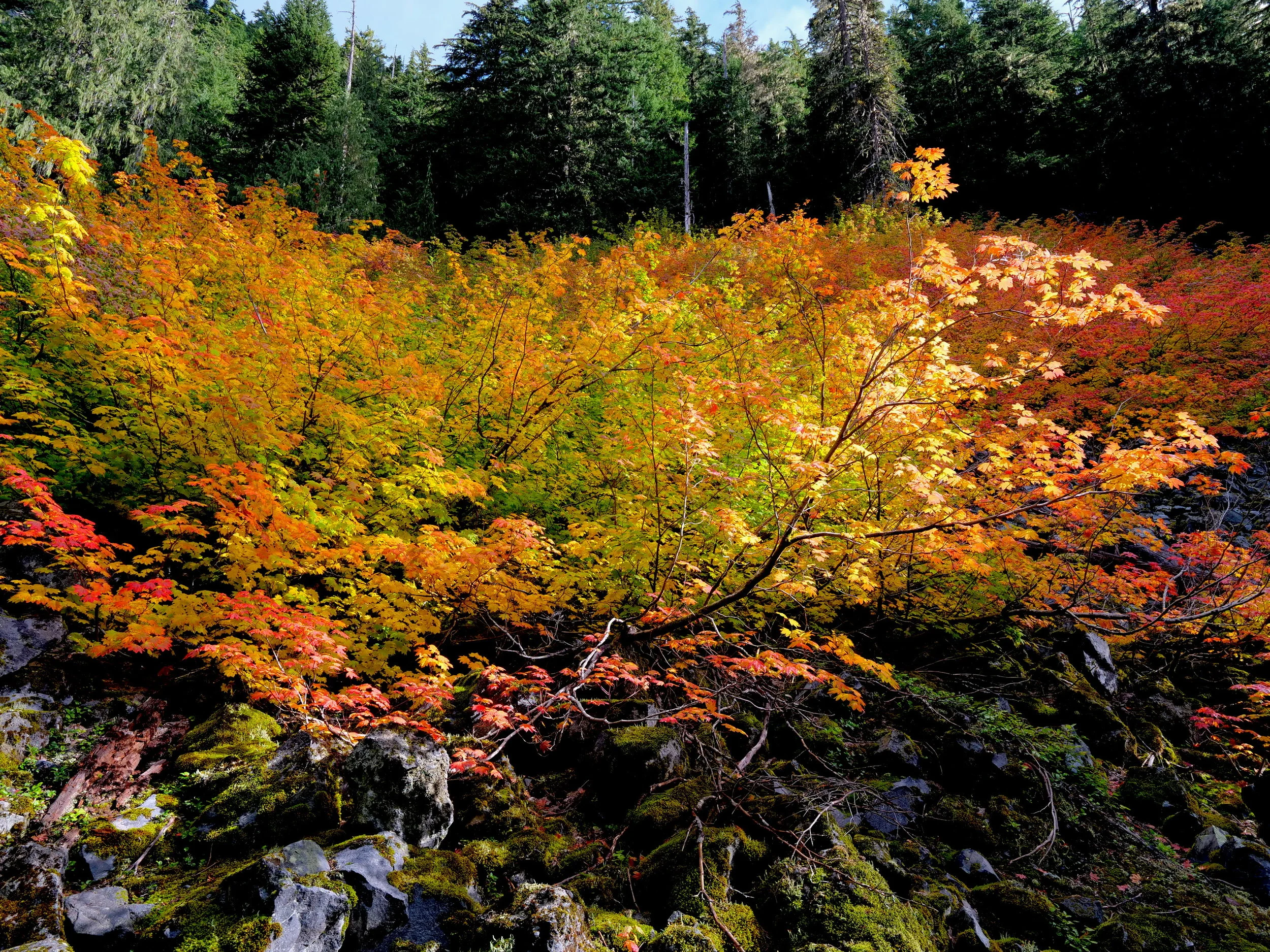 Fall colors on the Comet Falls Trail