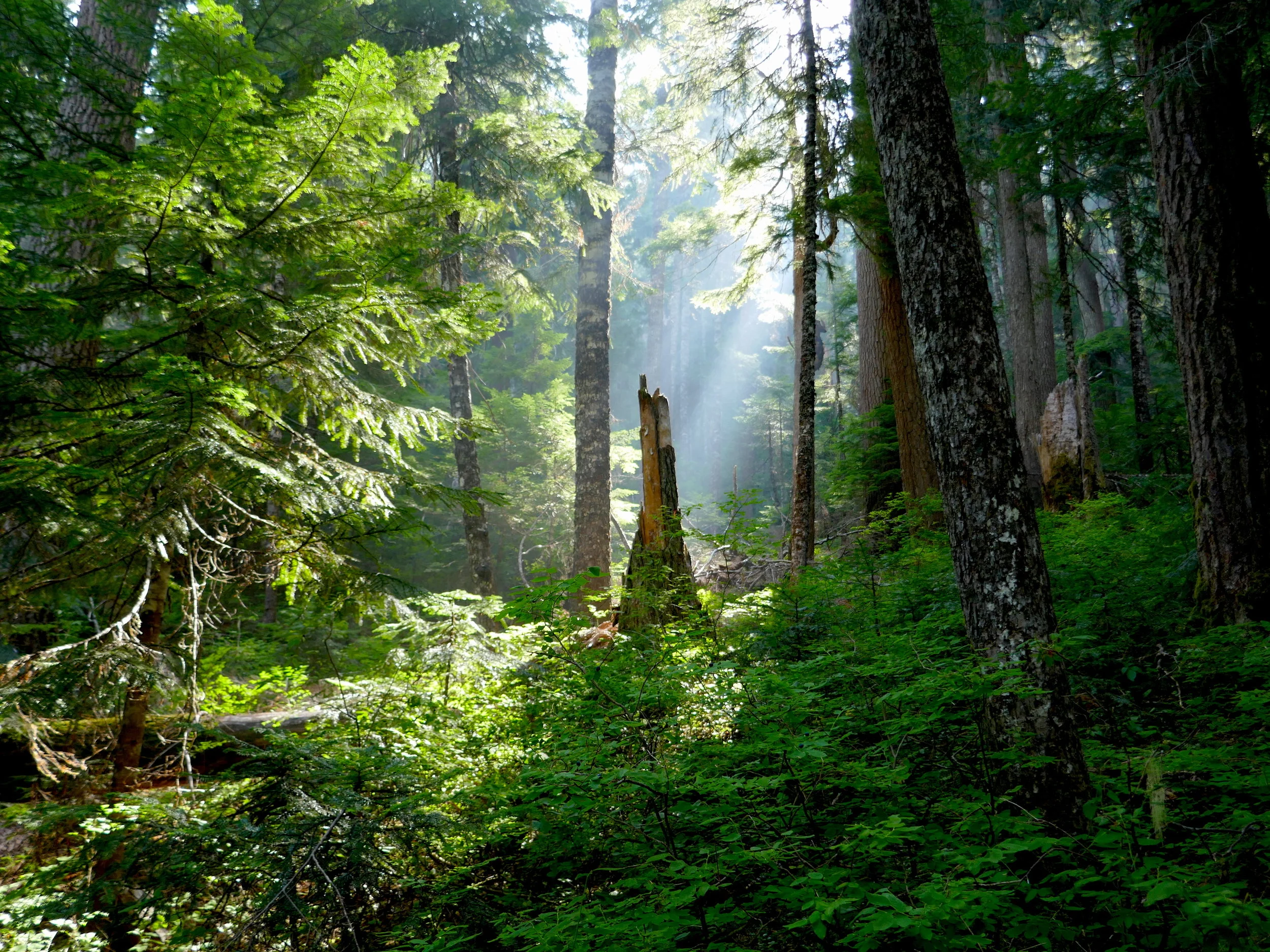 Huckleberry Creek Trail