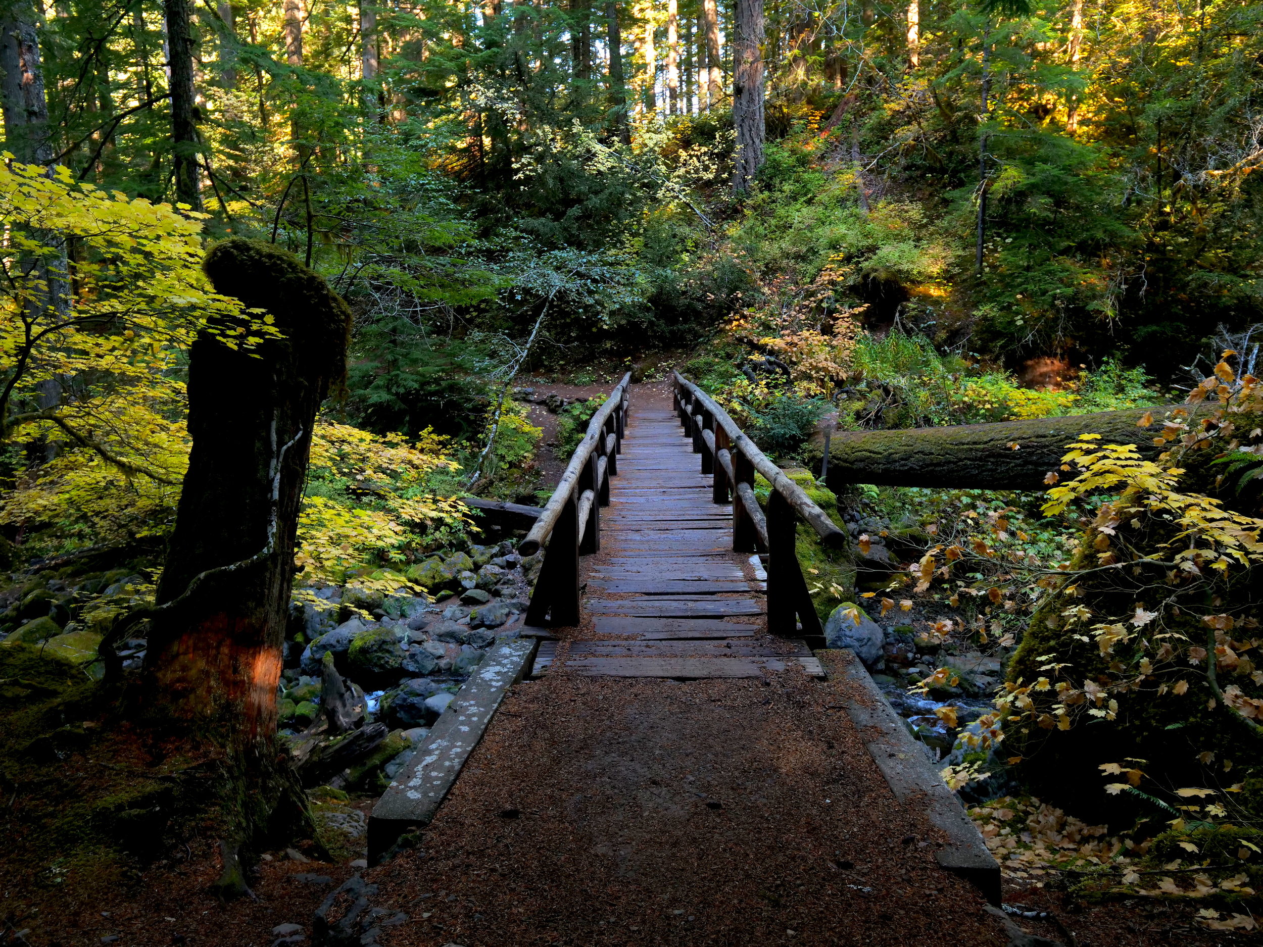 Silver Falls Loop Trail