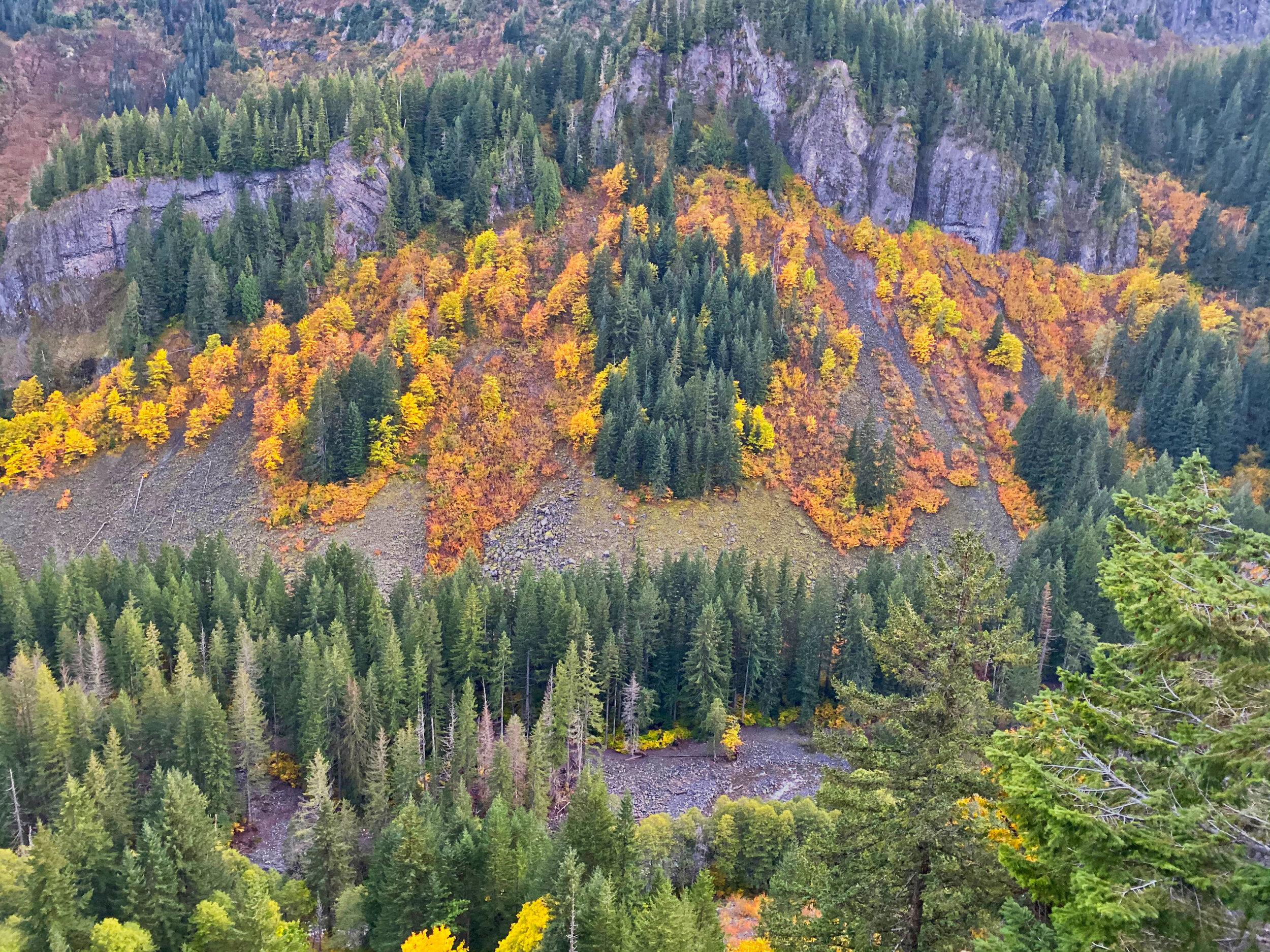 Fall colors in Stevens Canyon, Mt. Rainier National Park